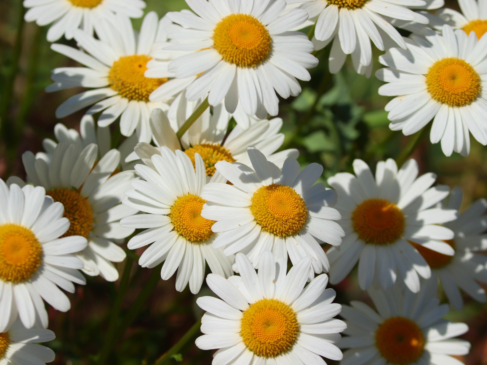 Нежные белые ромашки с желтой серединкой в лучах солнца 