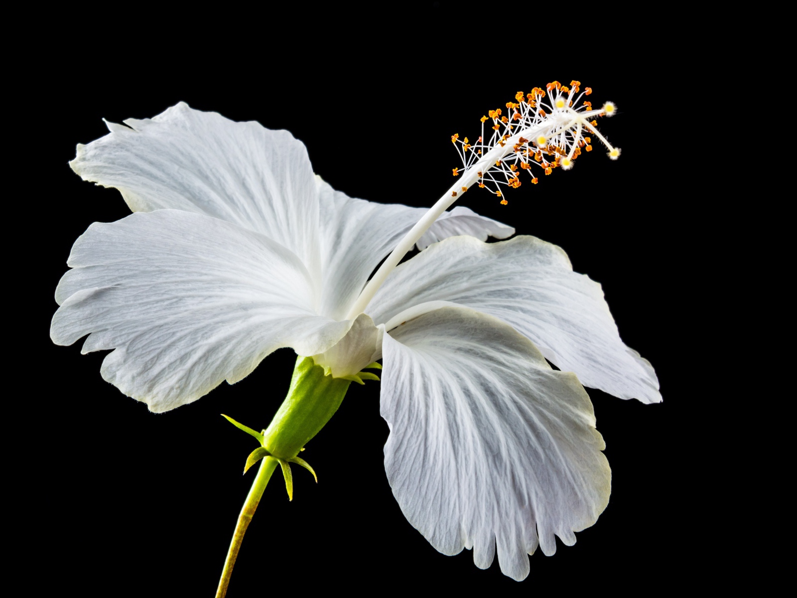 Delicate white hibiscus flower on a black background