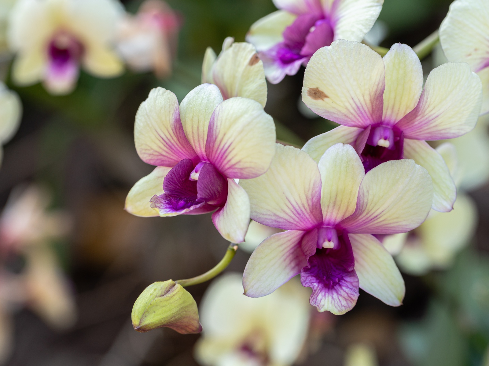 Нежные белые с розовым цветы орхидеи