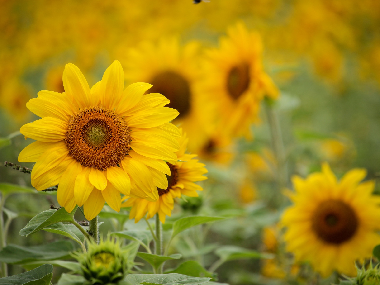 Нежные желтые лепестки подсолнухов на поле