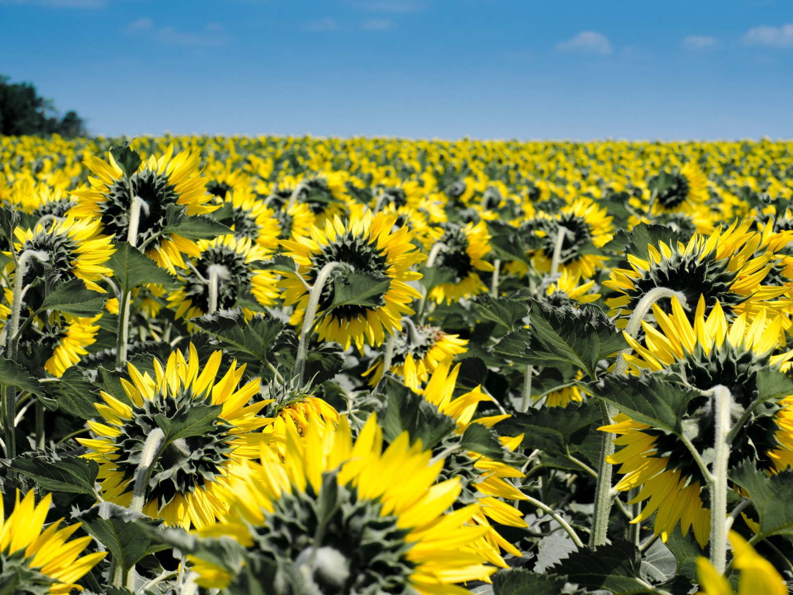 Поле с желтыми подсолнухами под голубым небом