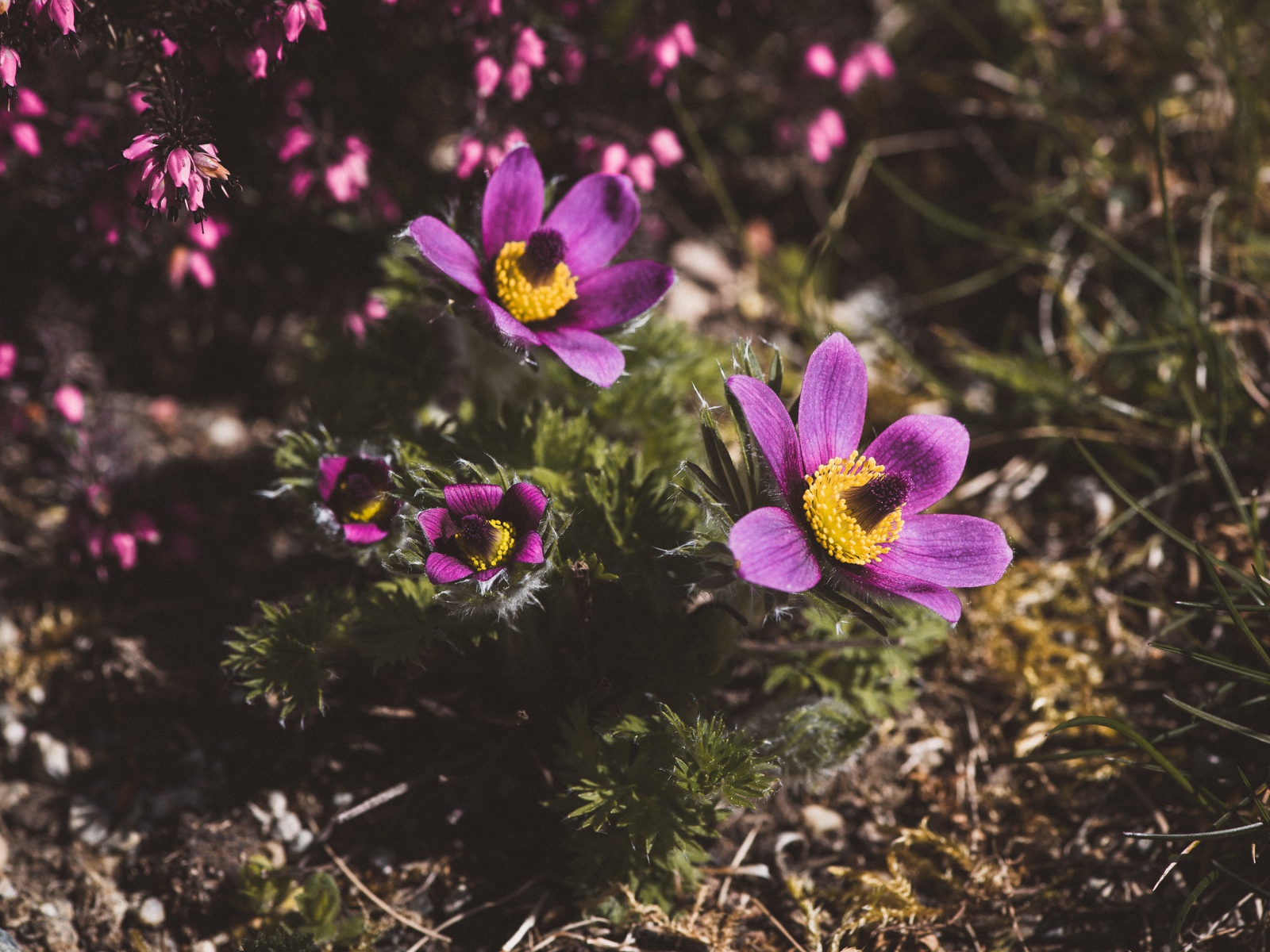 Цветы прострел луговой на поле  