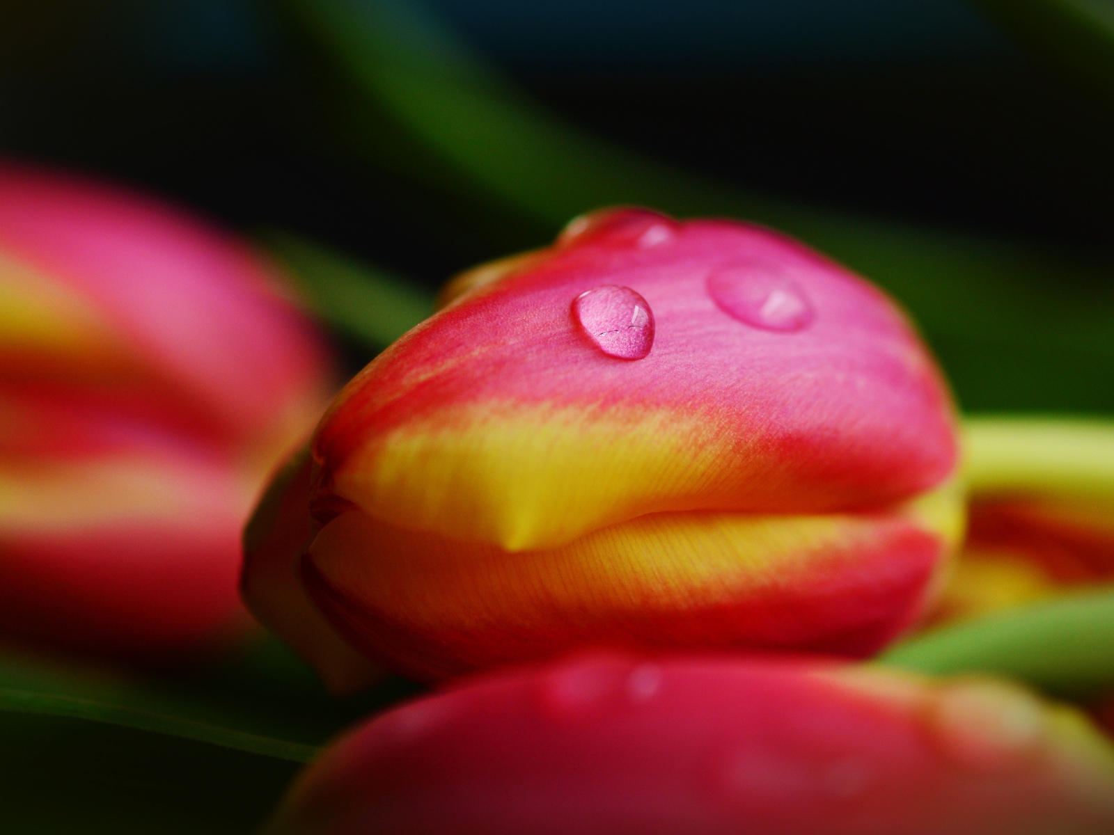 Хрупкие розовые тюльпаны в каплях росы