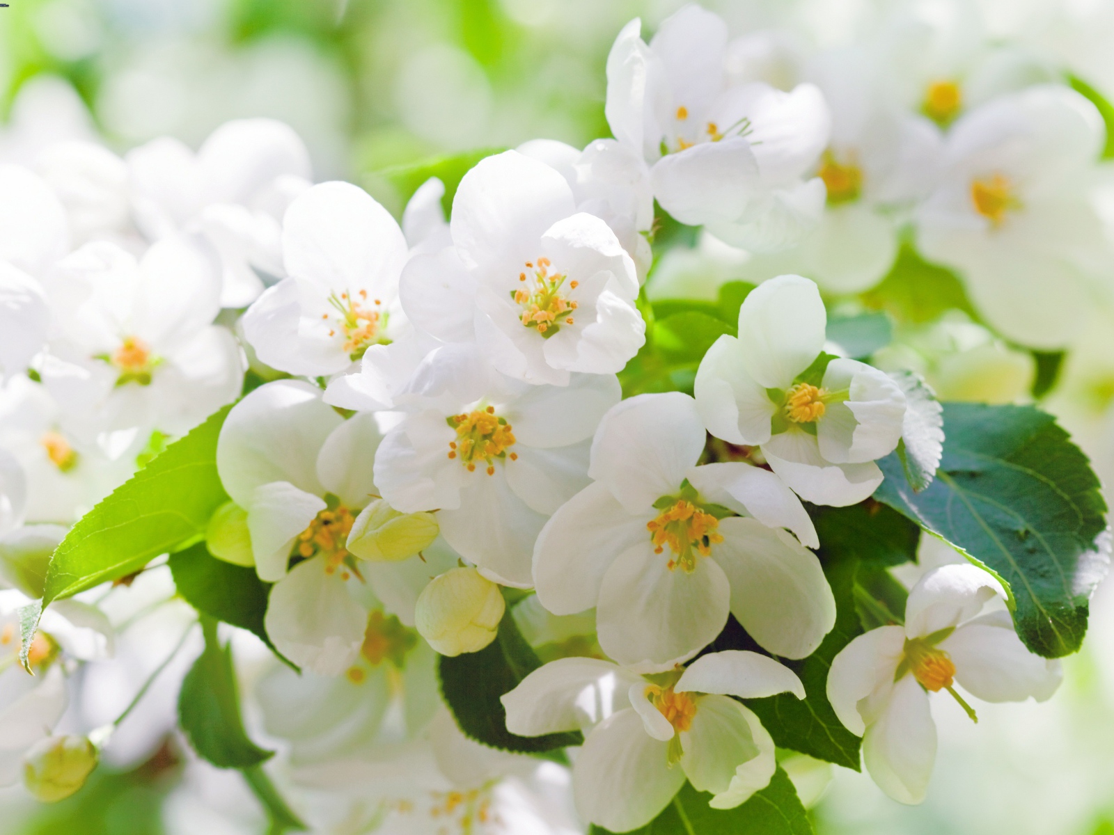 Ароматные белые цветы жасмина крупным планом