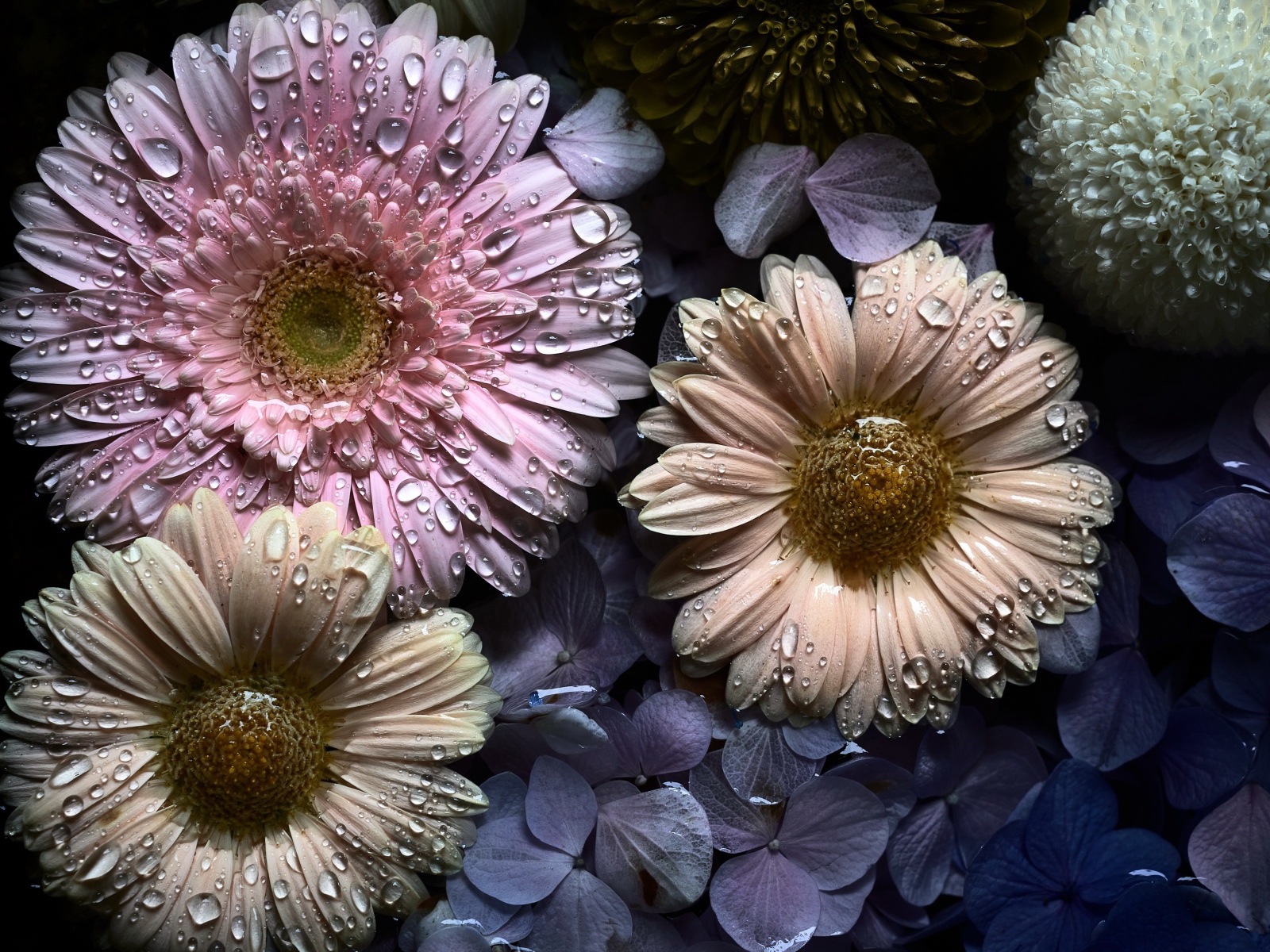 Цветы герберы и гортензии в каплях воды