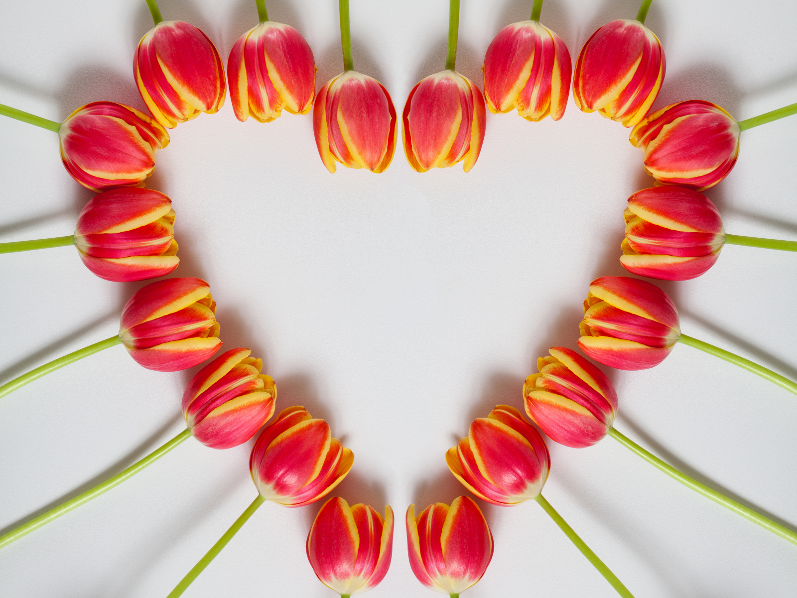 Сердце из красных тюльпанов на сером фоне