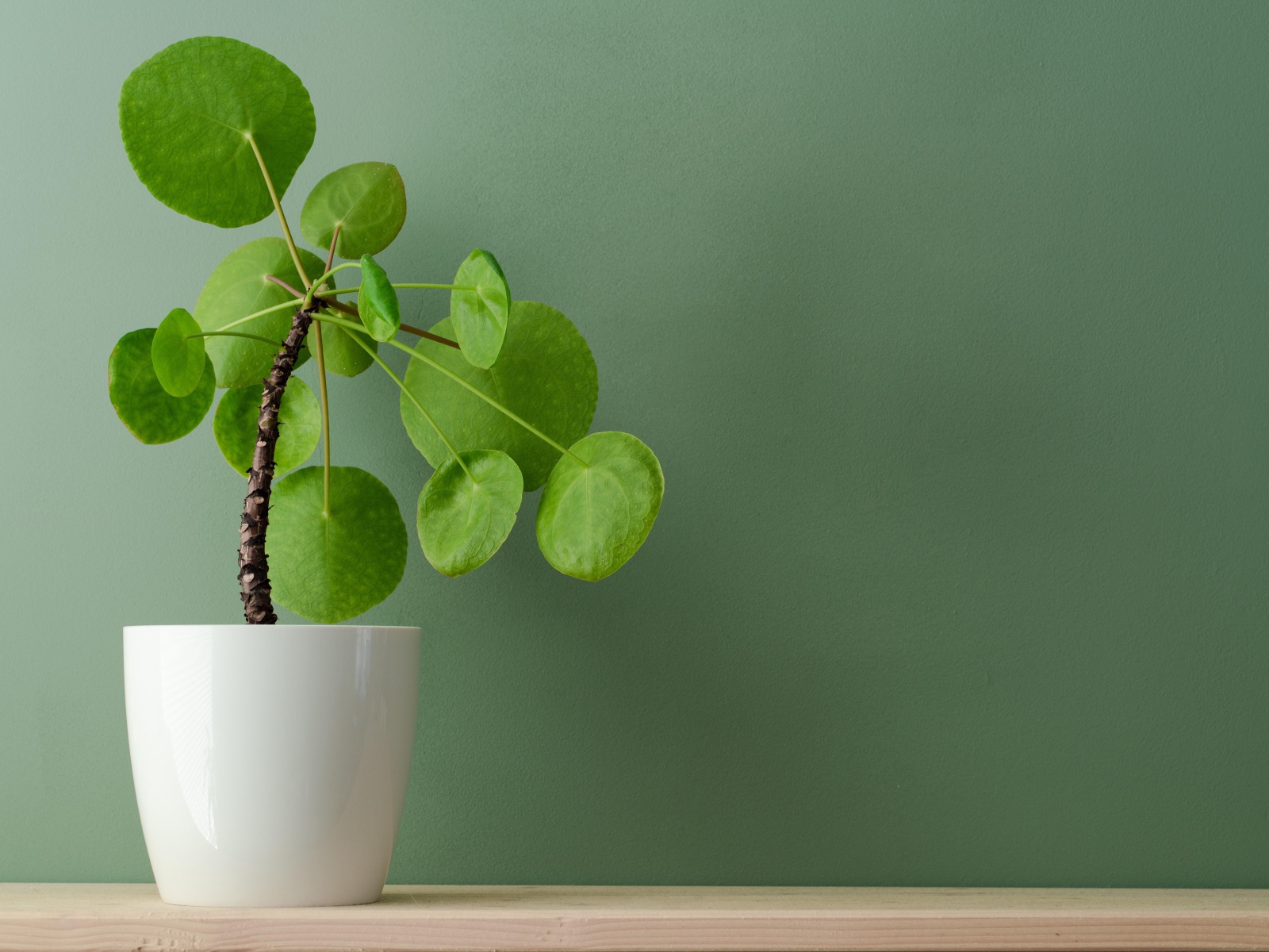 Комнатный цветок в белом горшке у стены