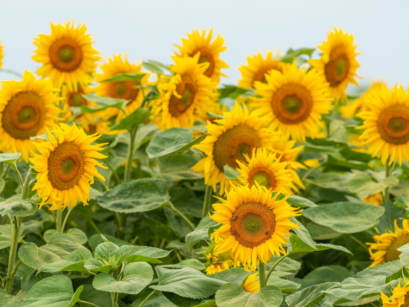 Большие цветущие подсолнухи с зелеными листьями летом на поле 