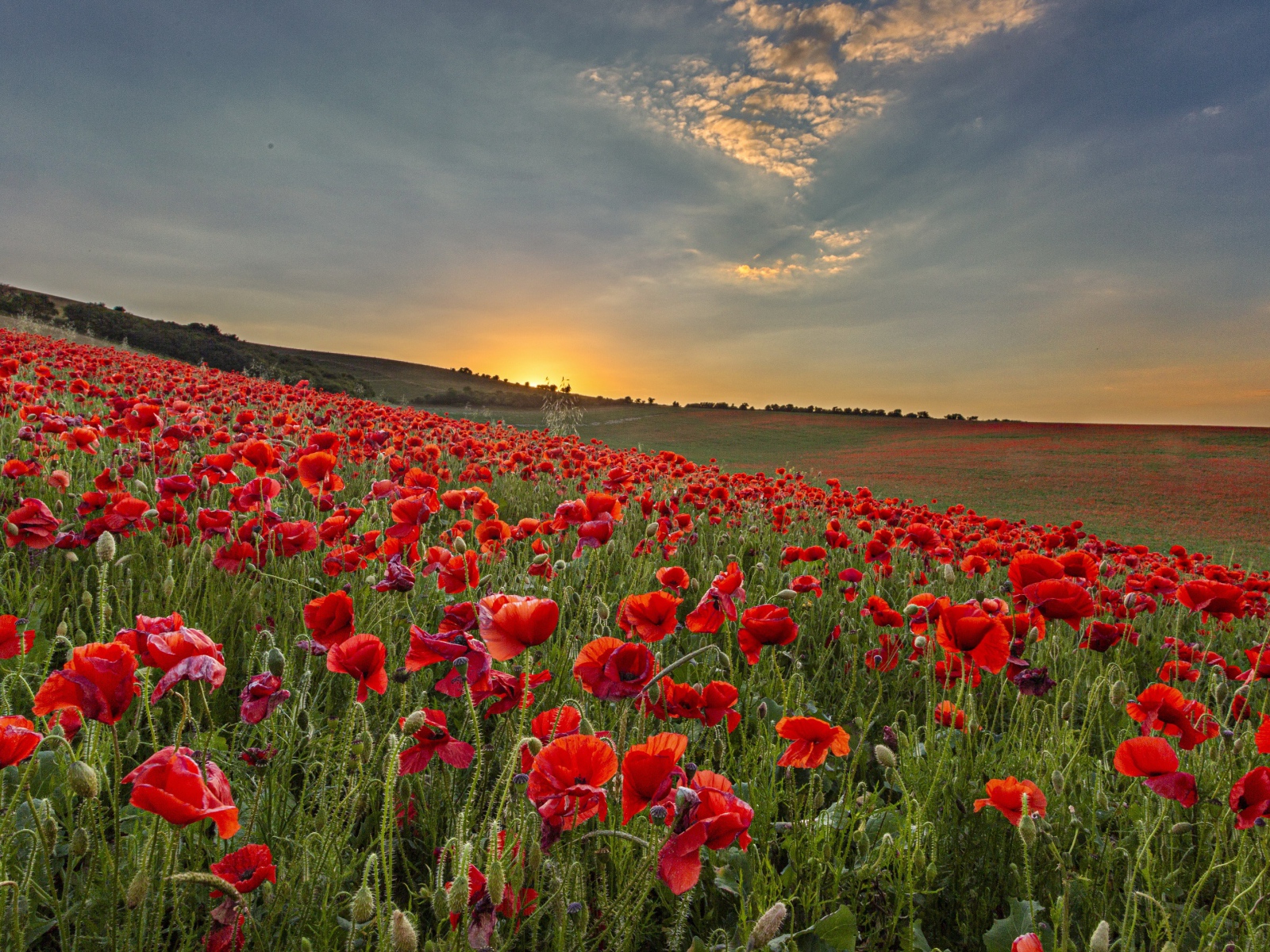 Большое поле с красными маками на рассвете 