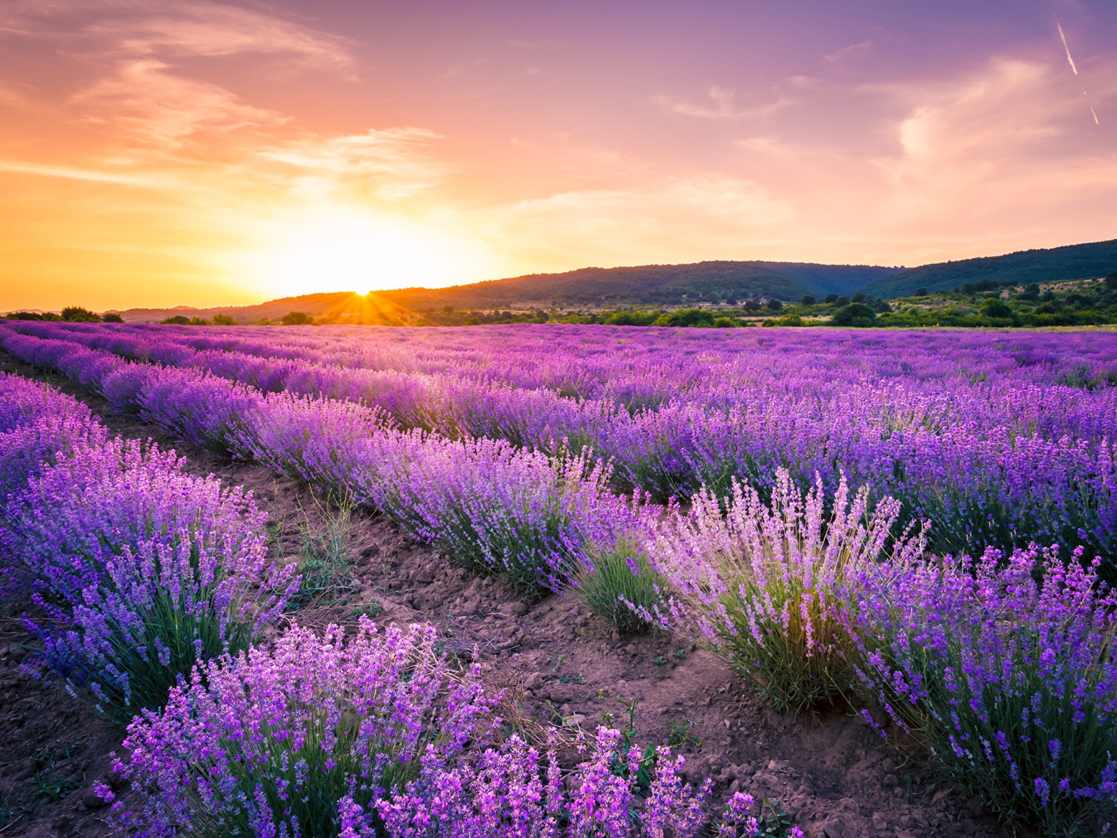 Лавандовое поле на фоне заката 