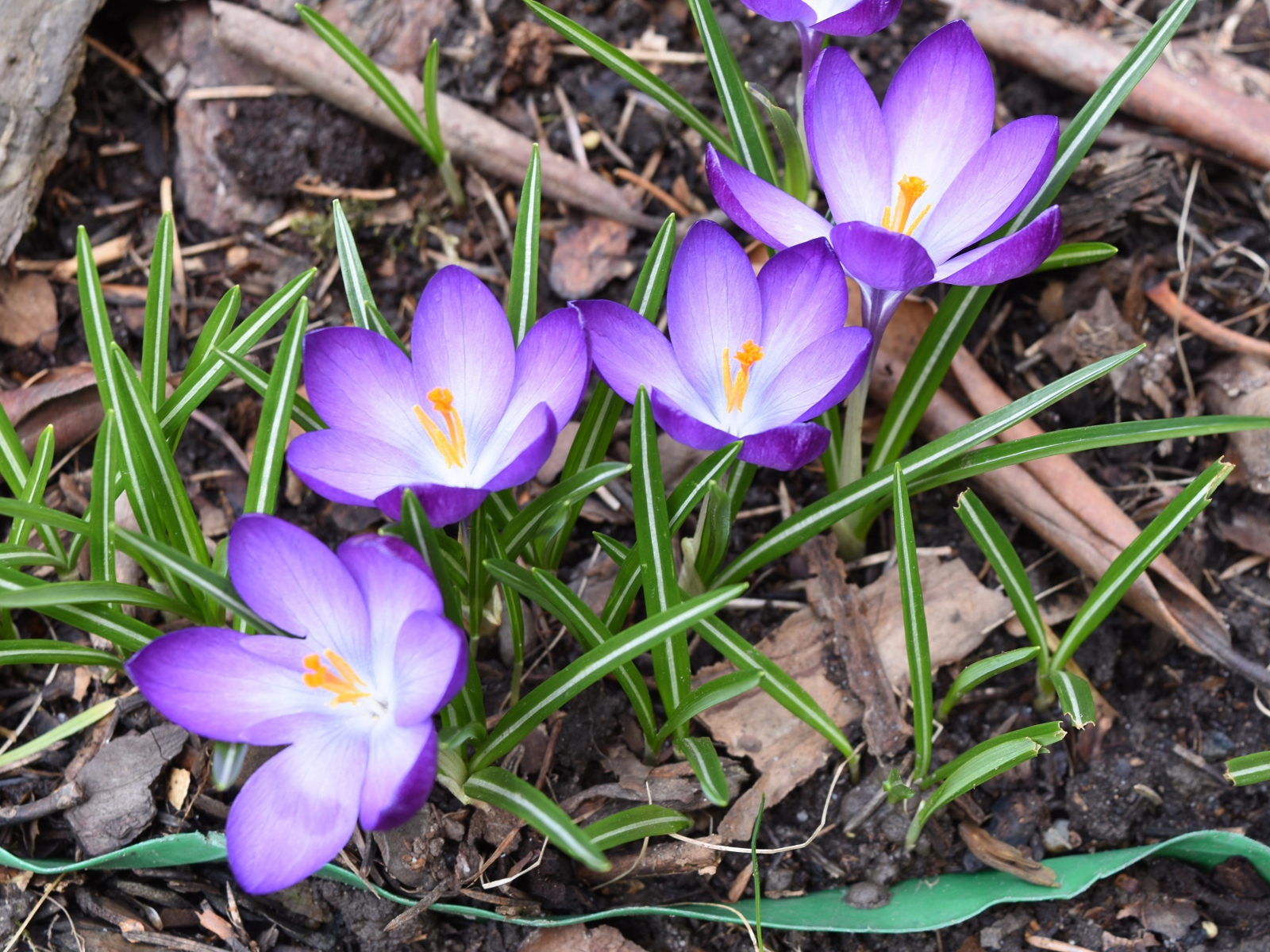 Сиреневые крокусы с зелеными листьями на земле