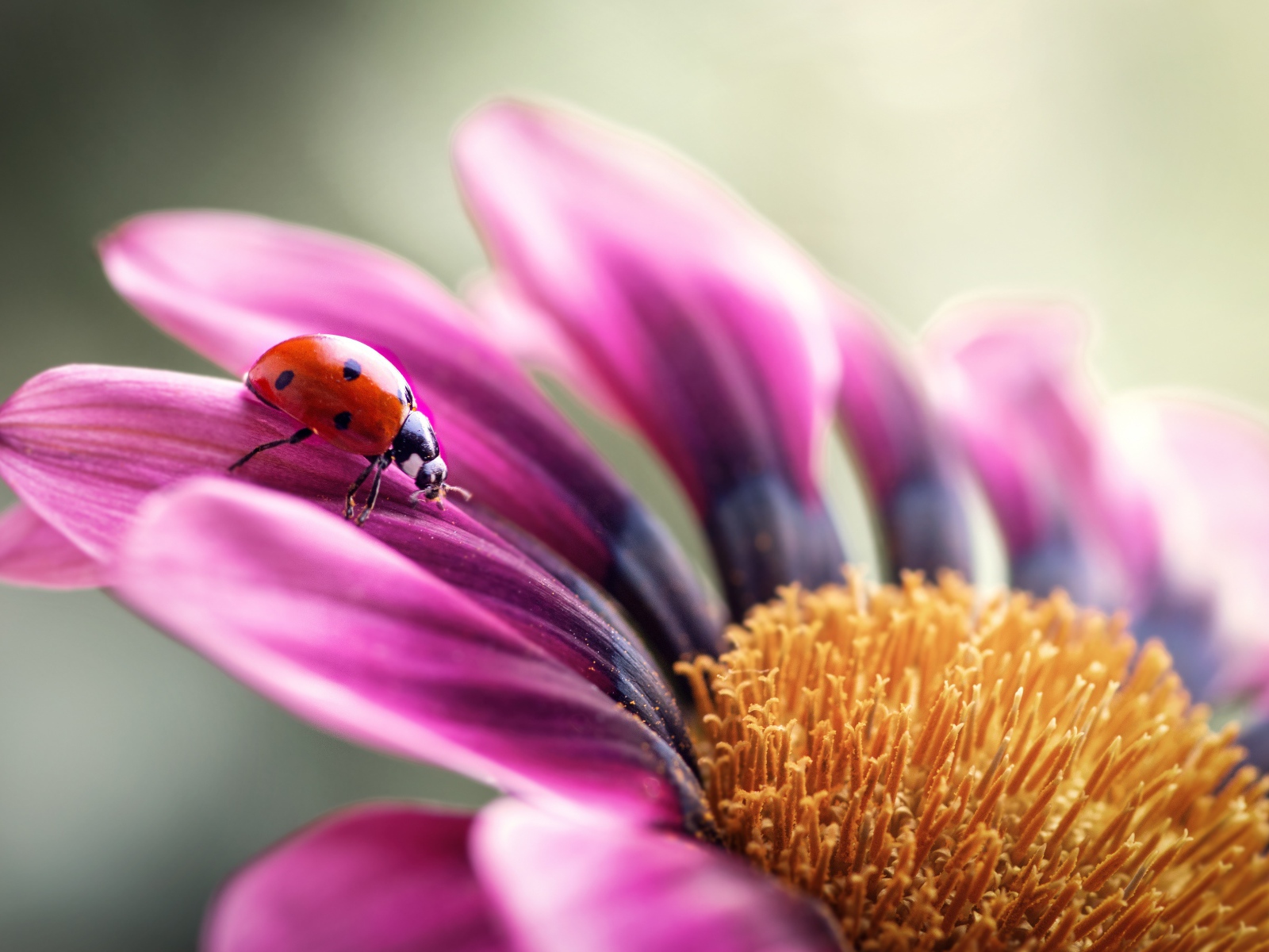 Сиреневый цветок остеоспермум с божьей коровкой на лепестке 