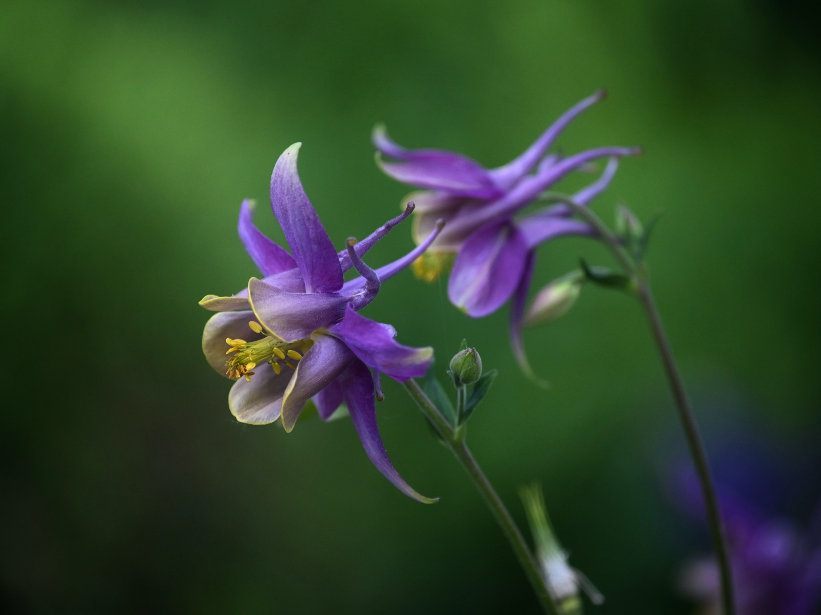 Сиреневые цветы водосбор крупным планом