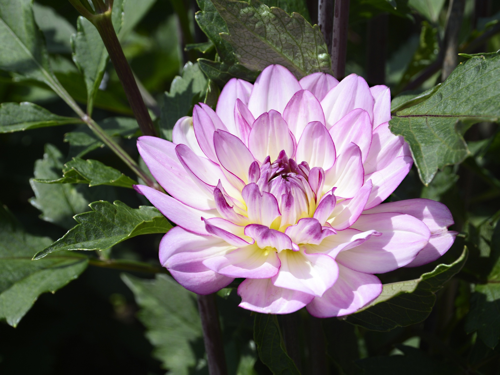Сиреневый цветок садовой георгины в зеленых листьях 