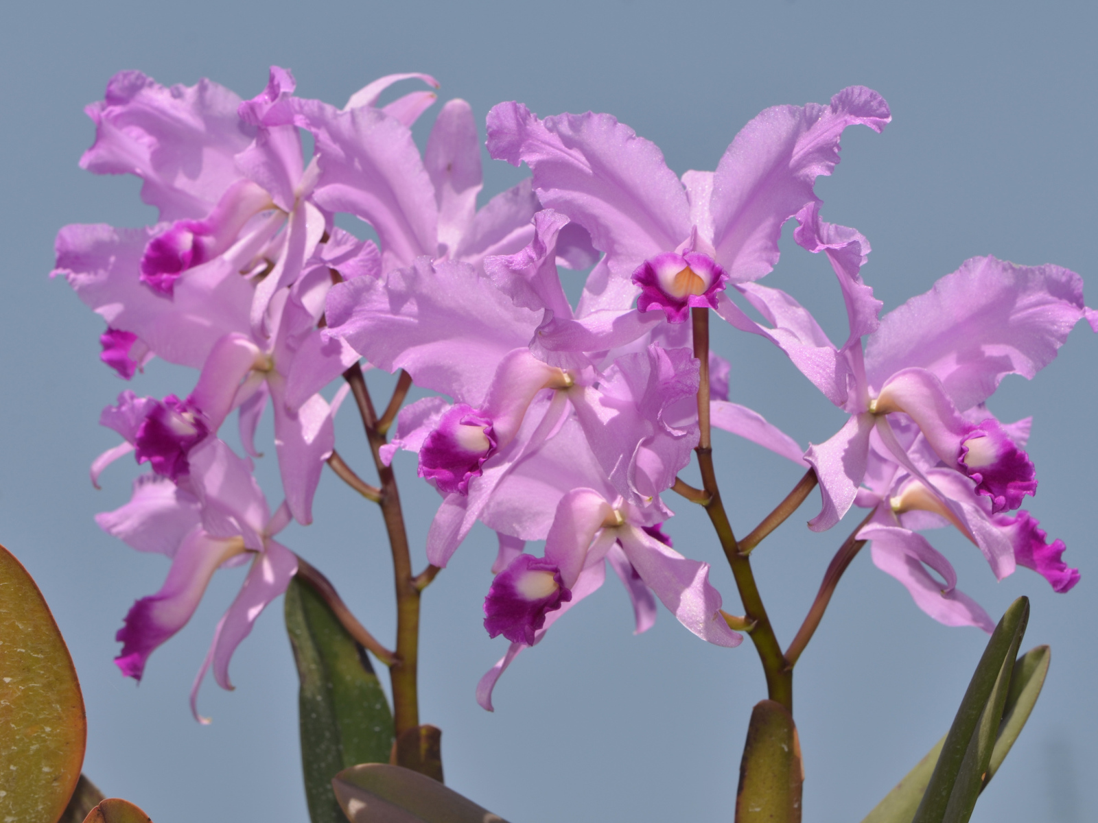 Сиреневые орхидеи на голубом фоне