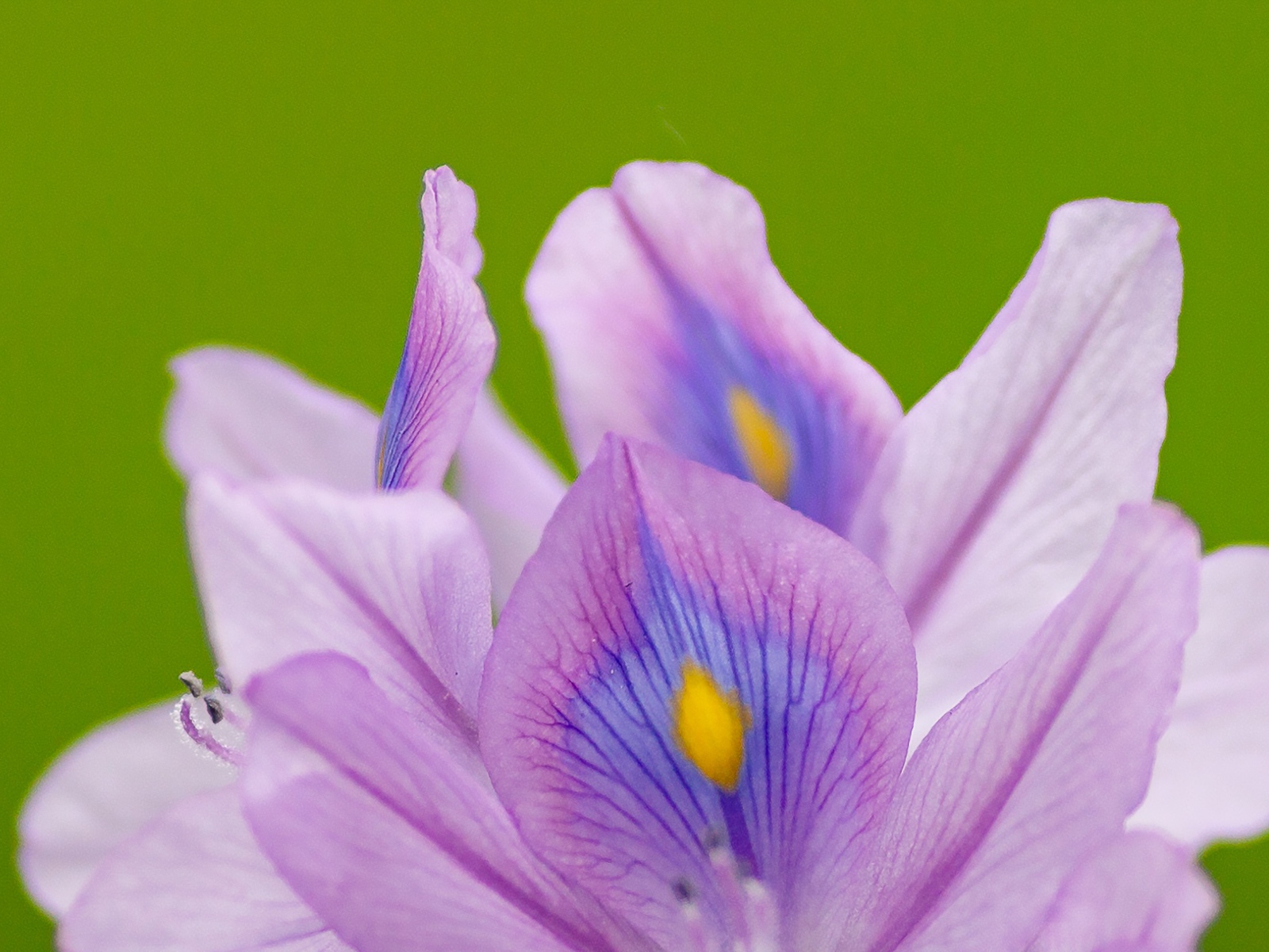Сиреневые лепестки цветка ириса на зеленом фоне 