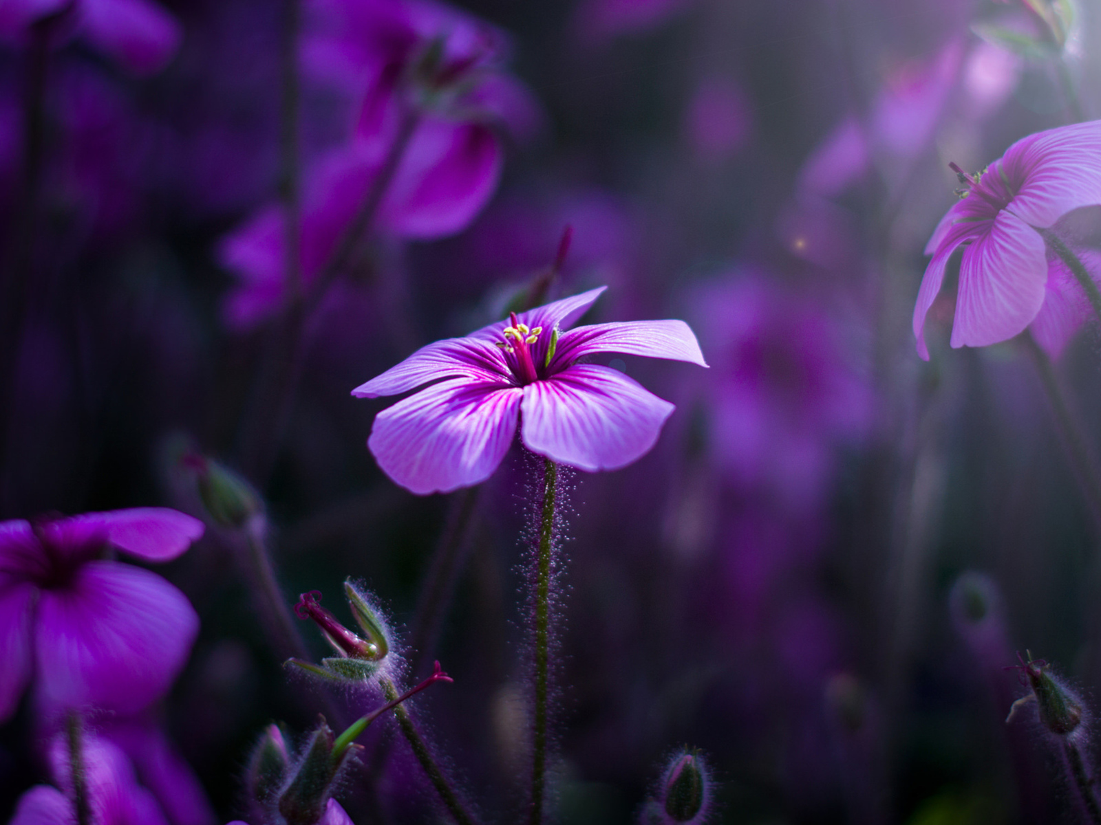 Маленькие сиреневые цветы в поле 