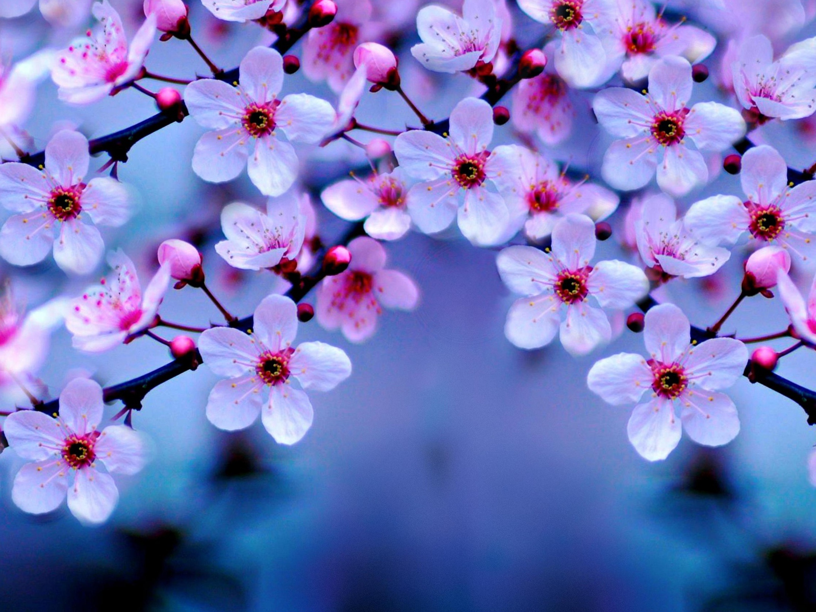 Маленькие розовые цветы на ветке дерева весной 