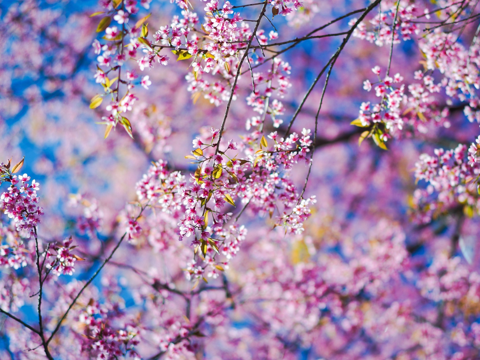 Маленькие розовые цветы сакуры на ветках в лучах солнца