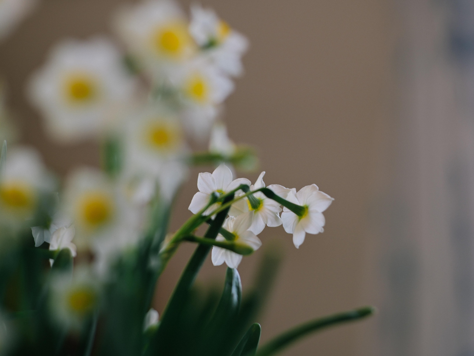 Маленькие белые нарциссы на размытом фоне