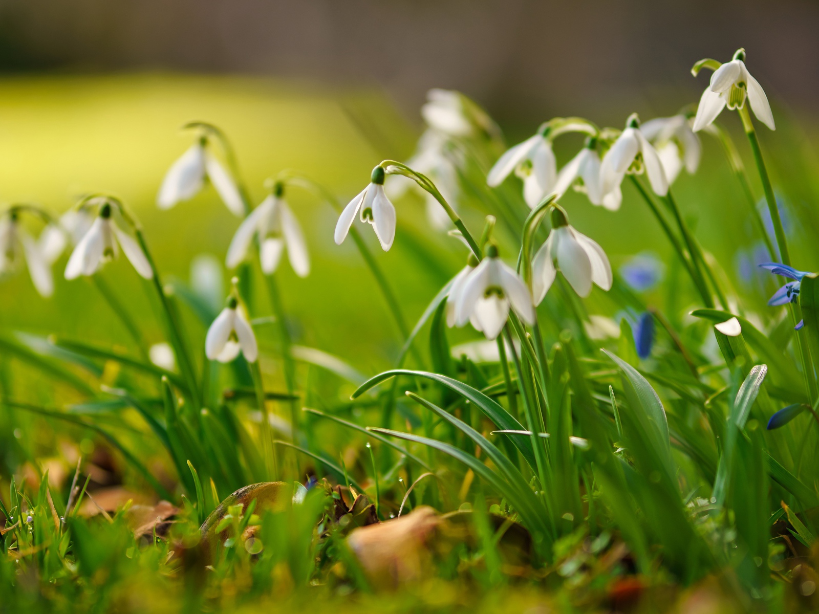 Маленькие белые подснежники  на траве