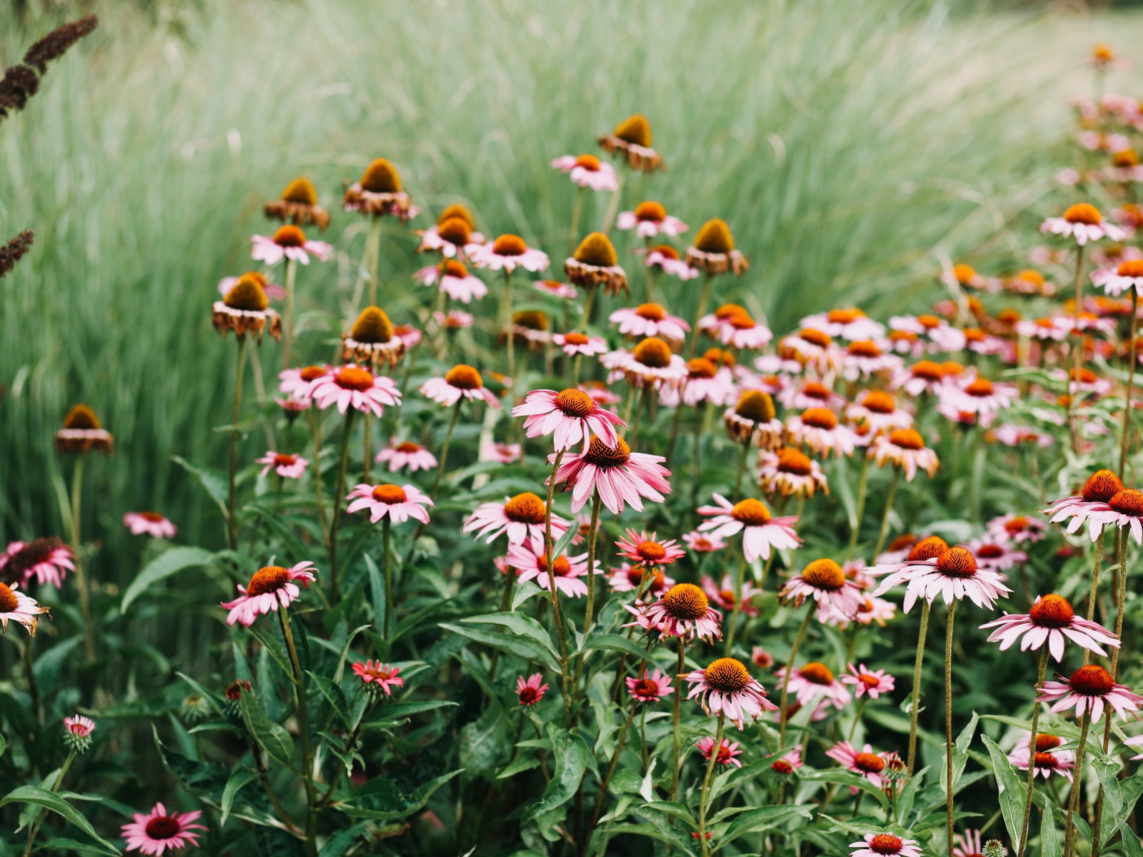 Много розовых цветов эхинацеи 