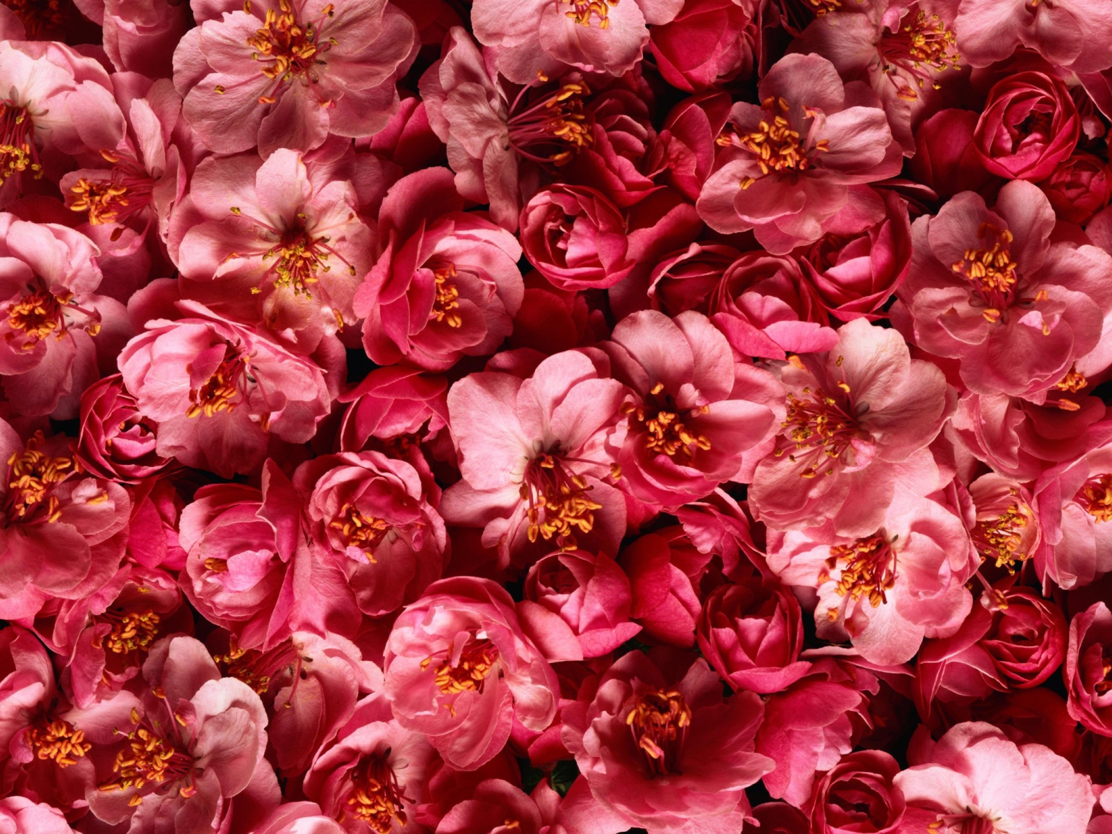 Много розовых цветов крупным планом 