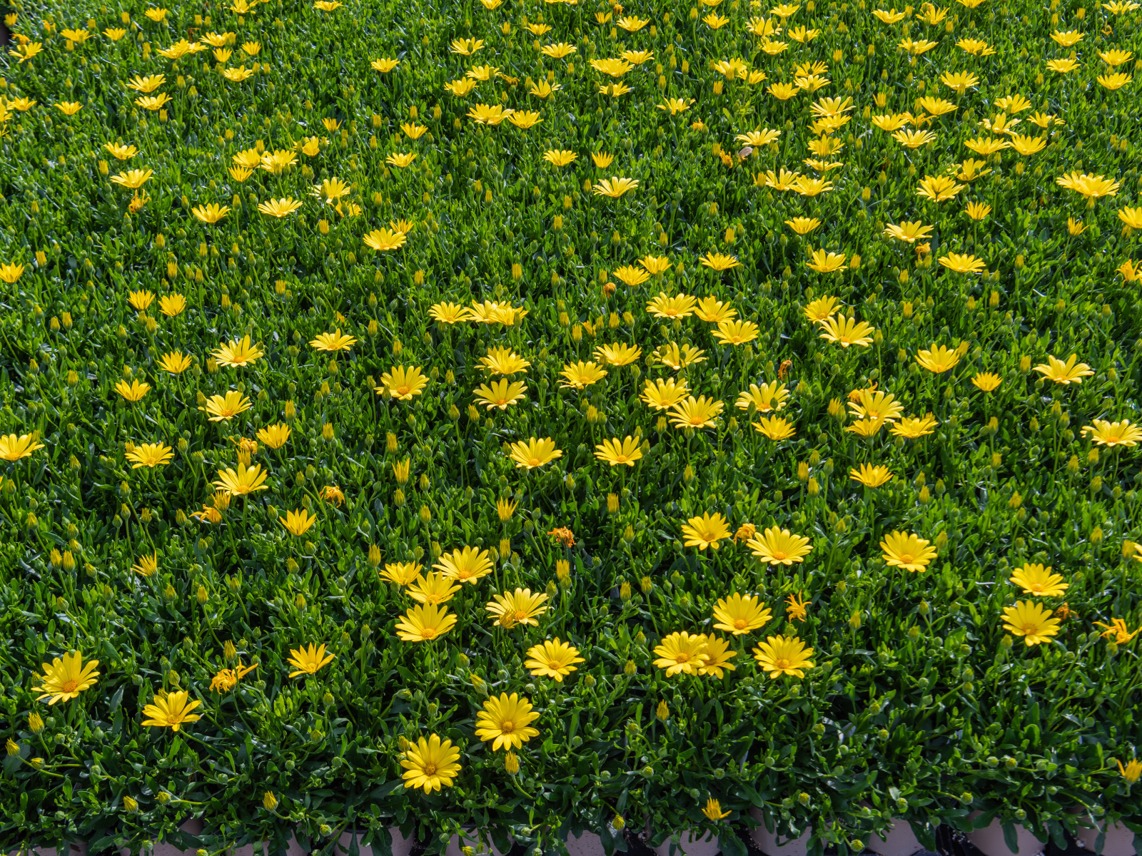 Много мелких желтых цветов крупным планом