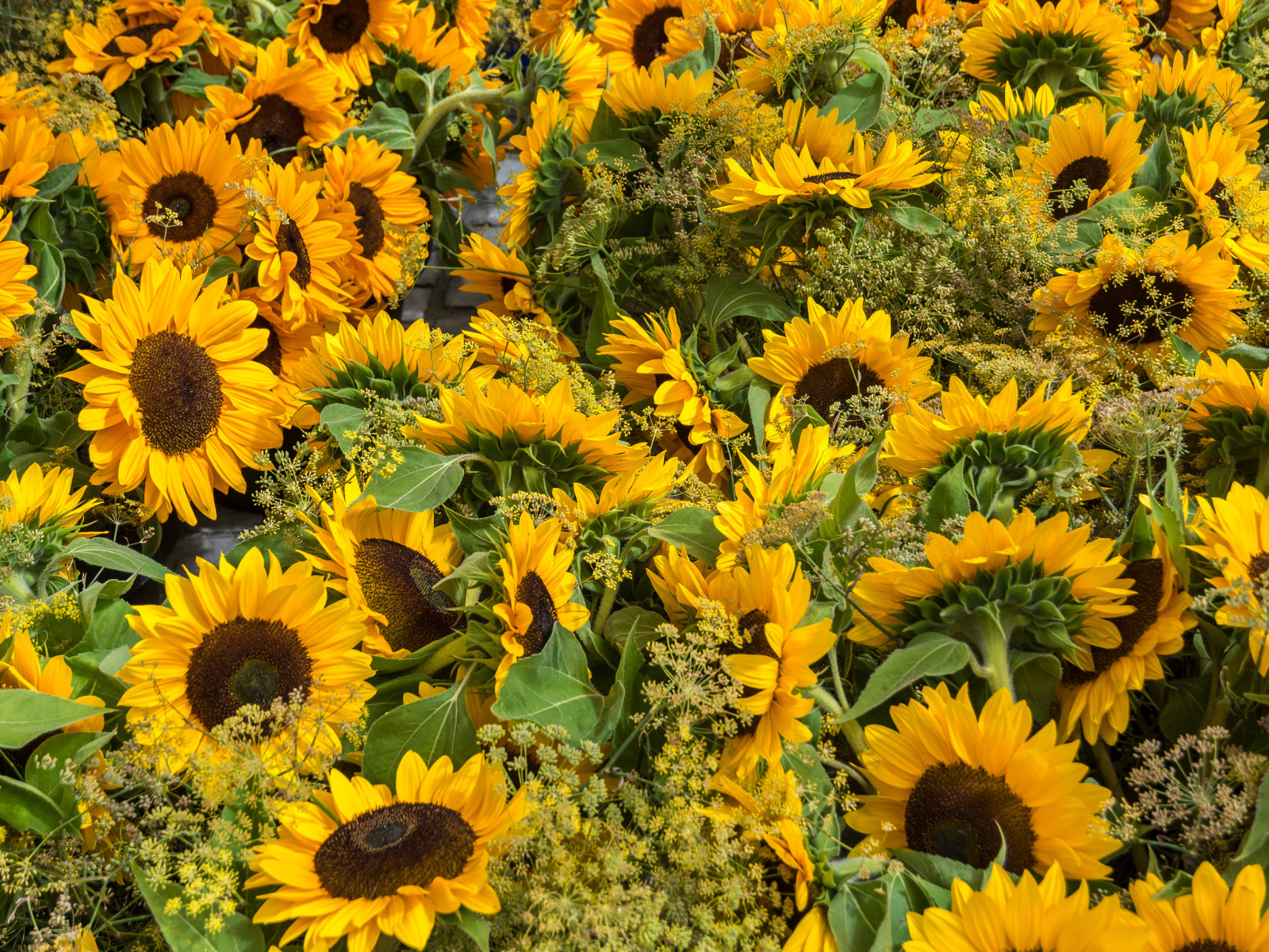 Много желтых цветущих подсолнухов