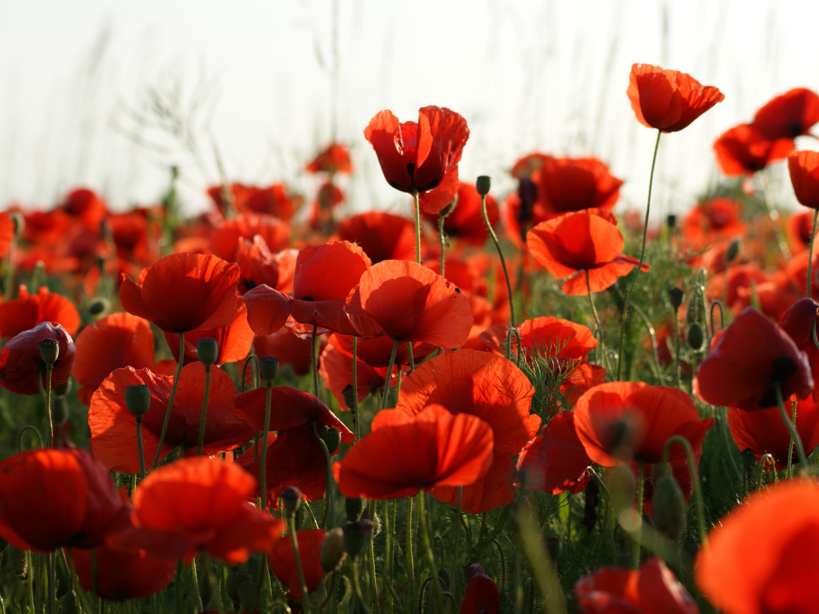 Много красивых красных полевых маков 