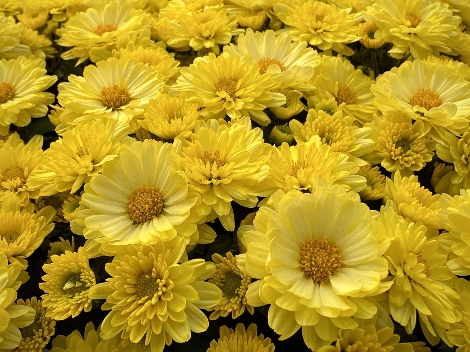 Много красивых желтых цветов хризантемы 