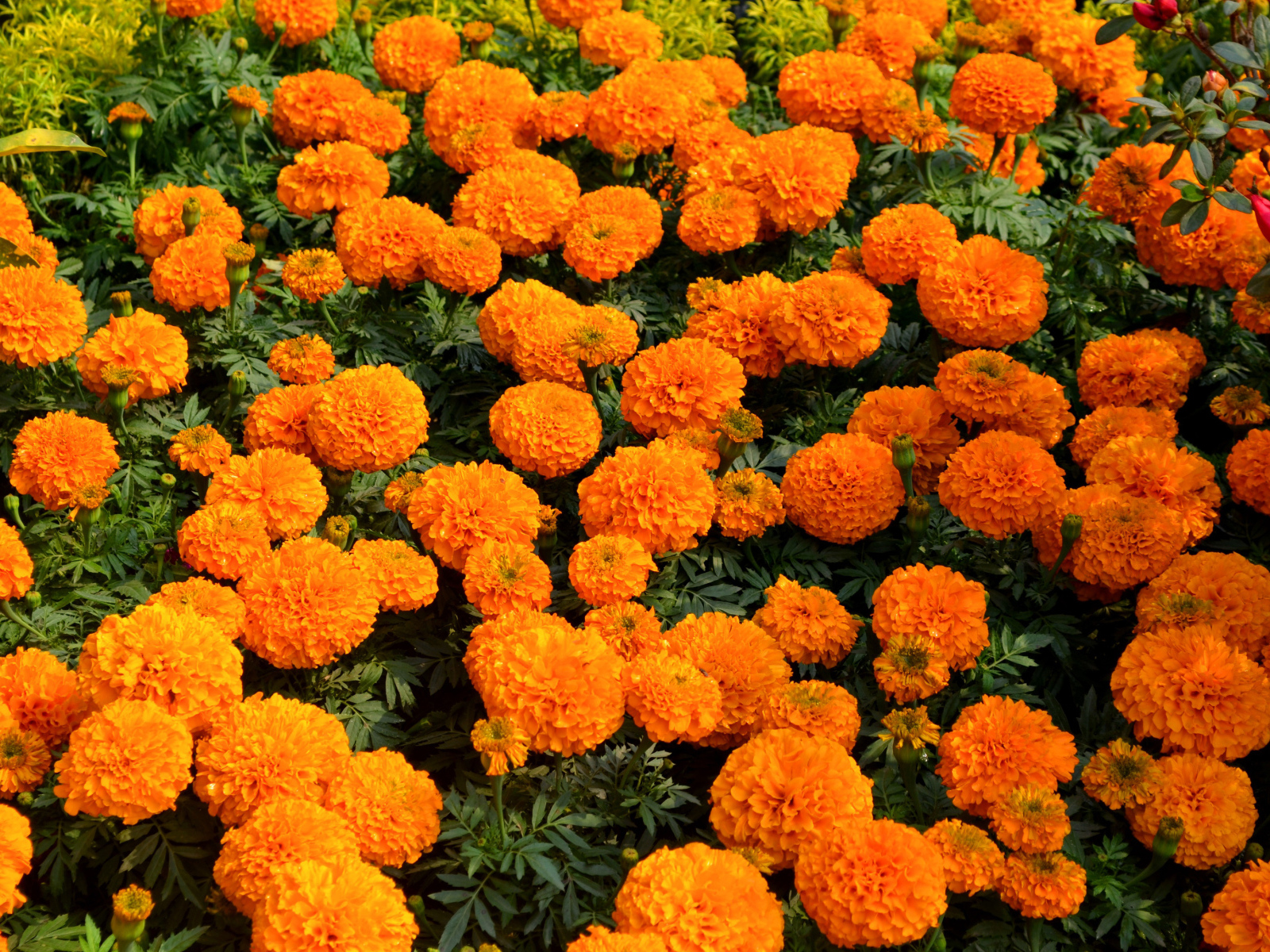 Много оранжевых цветов бархатцев крупным планом