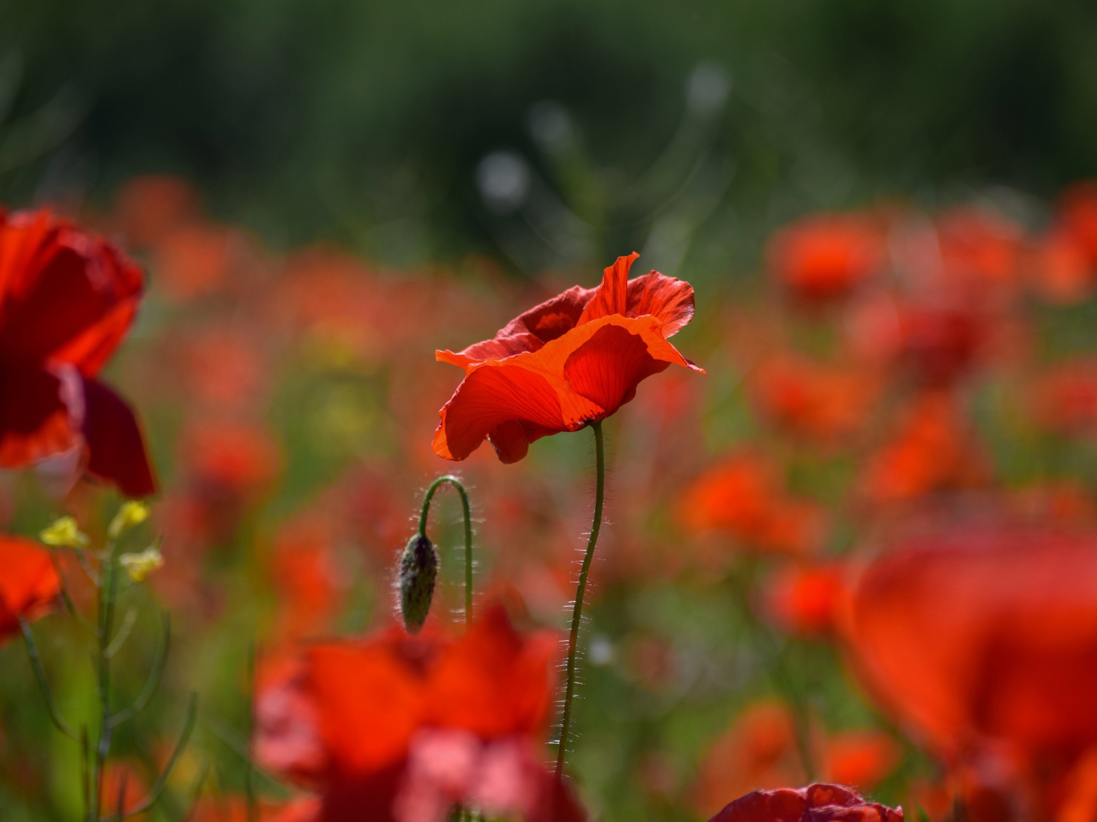 Много красных цветов мака с бутонами на поле 