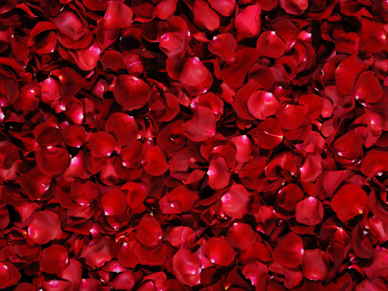 Много красных лепестков алой розы 
