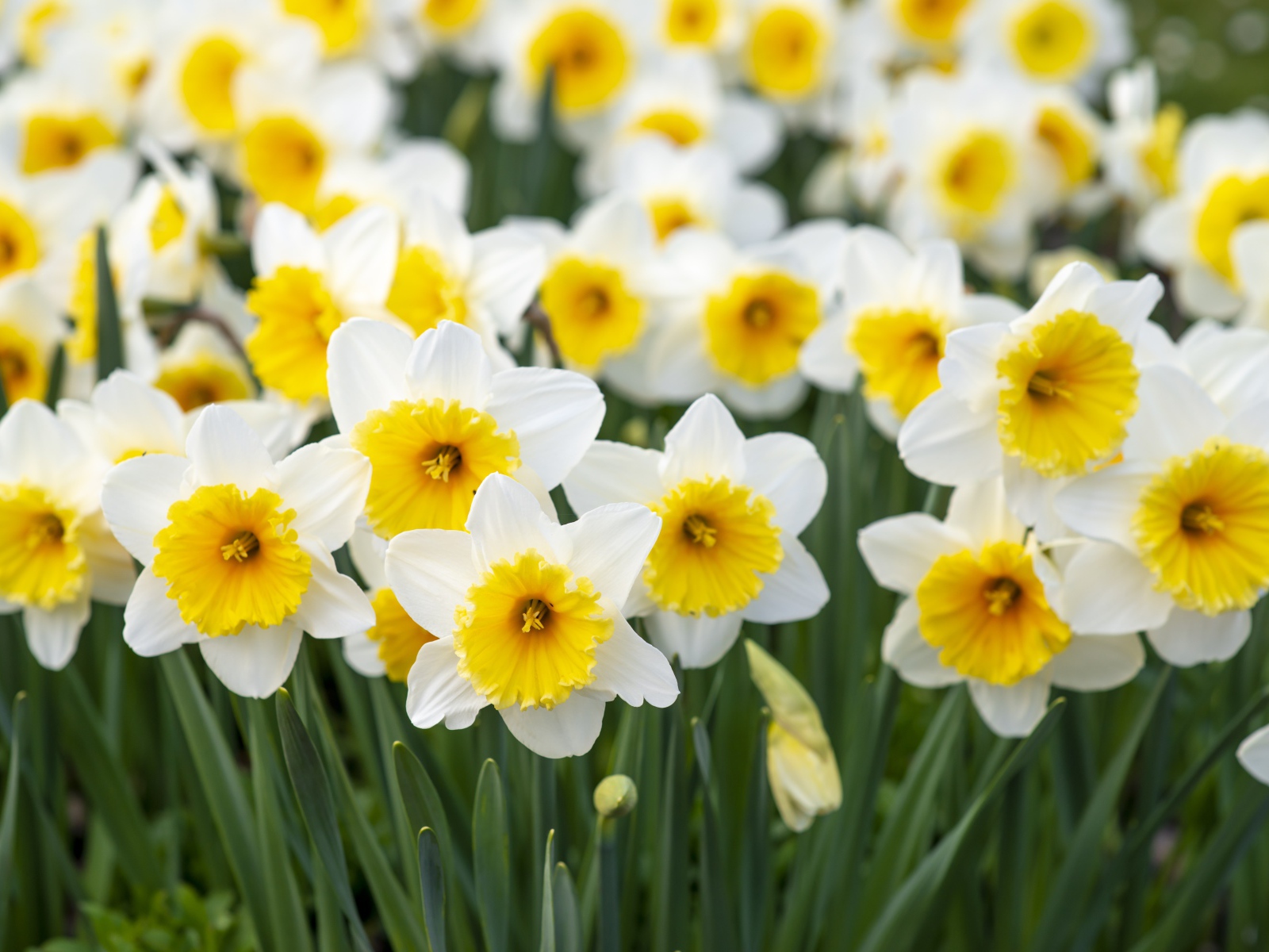 Много белых нарциссов с желтой серединкой на клумбе весной