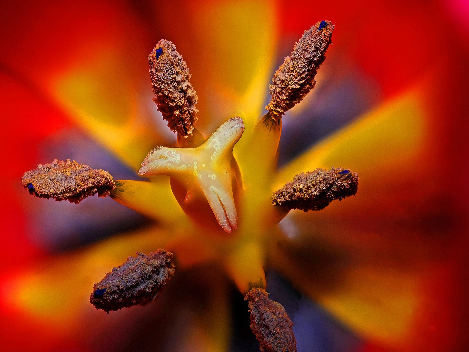 Серединка красного тюльпана 