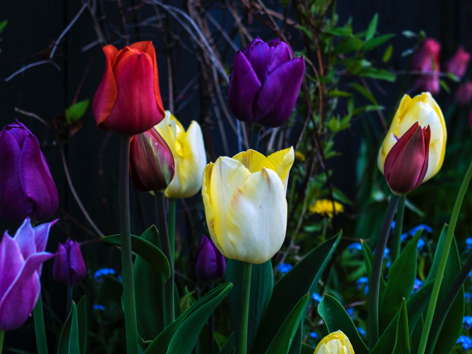 Разноцветные тюльпаны на клумбе крупным планом