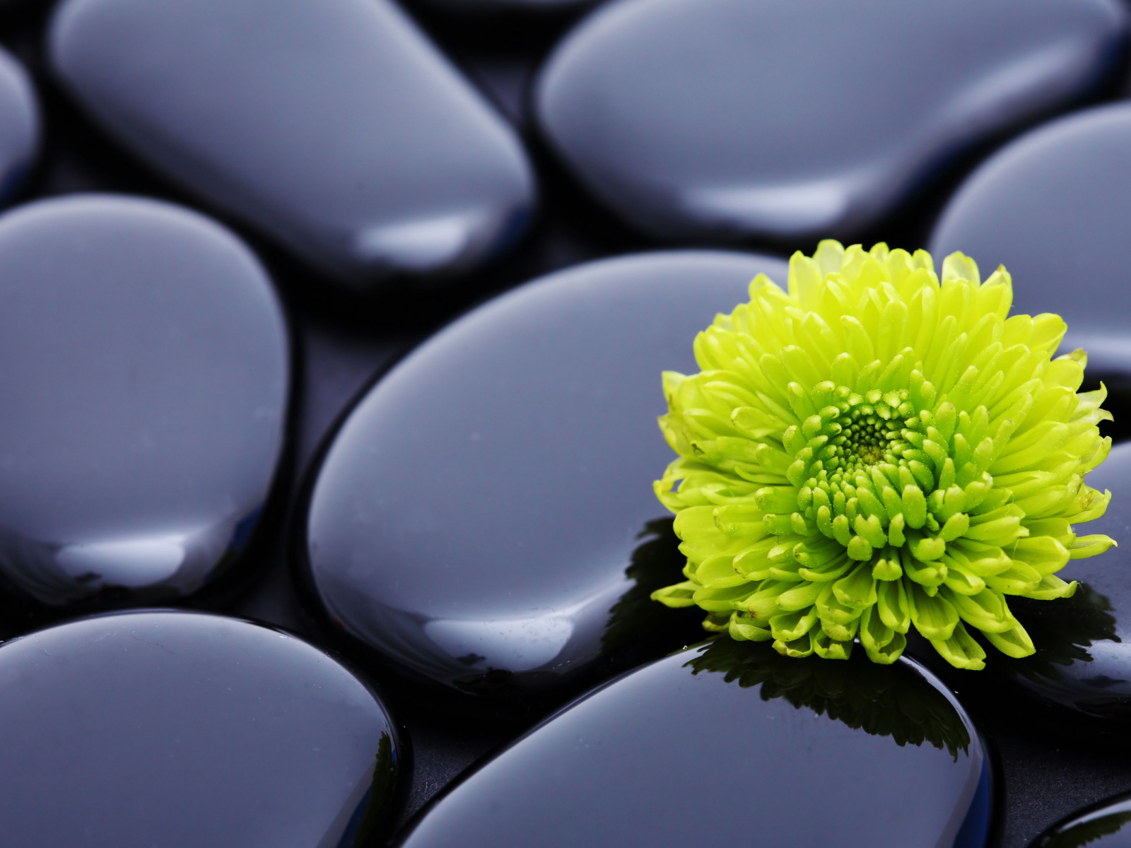 Оранжевый цветок хризантемы на черных камнях 