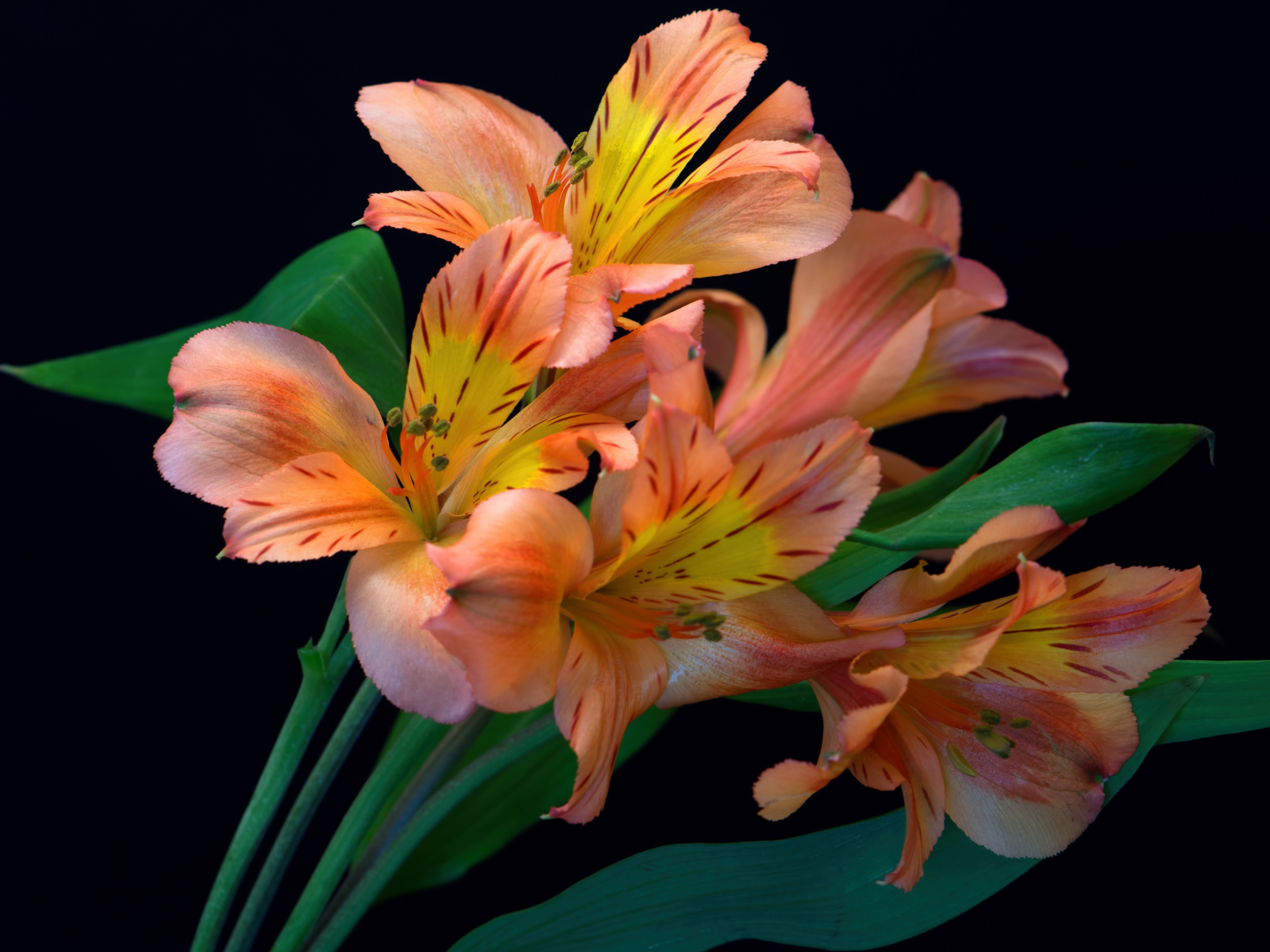 Оранжевые цветы альстромерии на черном фоне 