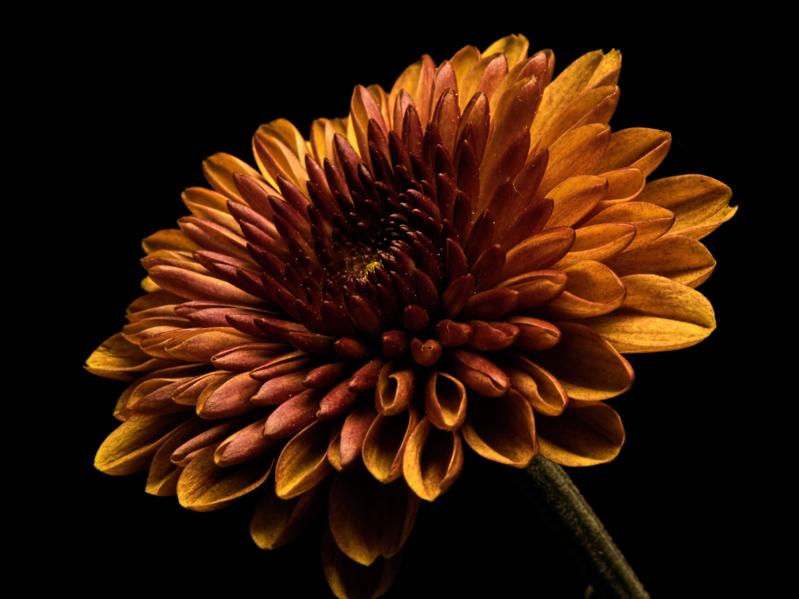 Оранжевый цветок хризантемы на черном фоне крупным планом