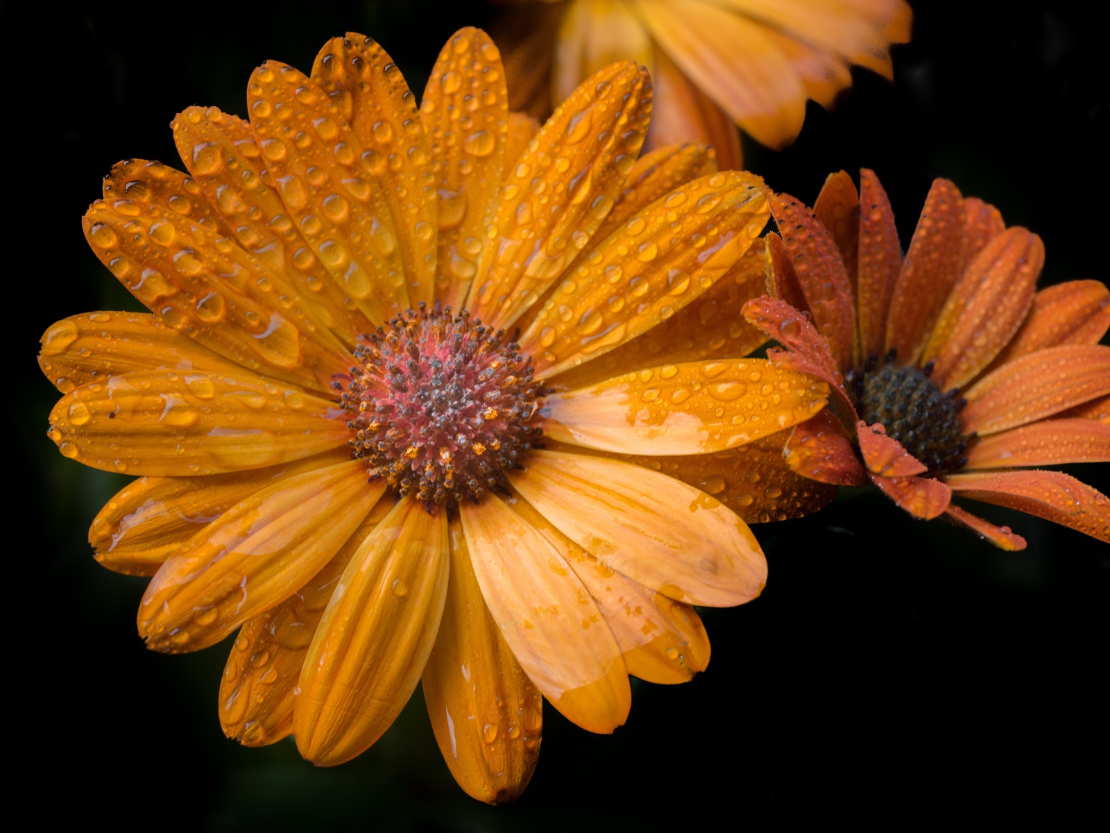 Оранжевые цветы в каплях росы на черном фоне