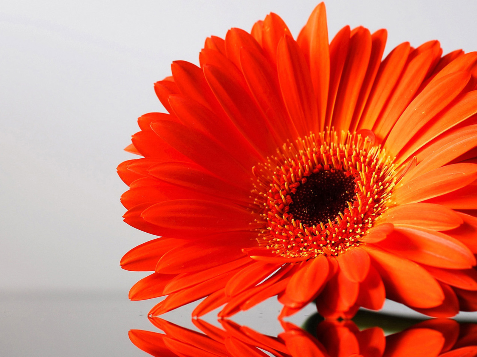 Оранжевый цветок герберы отражается в поверхности стола