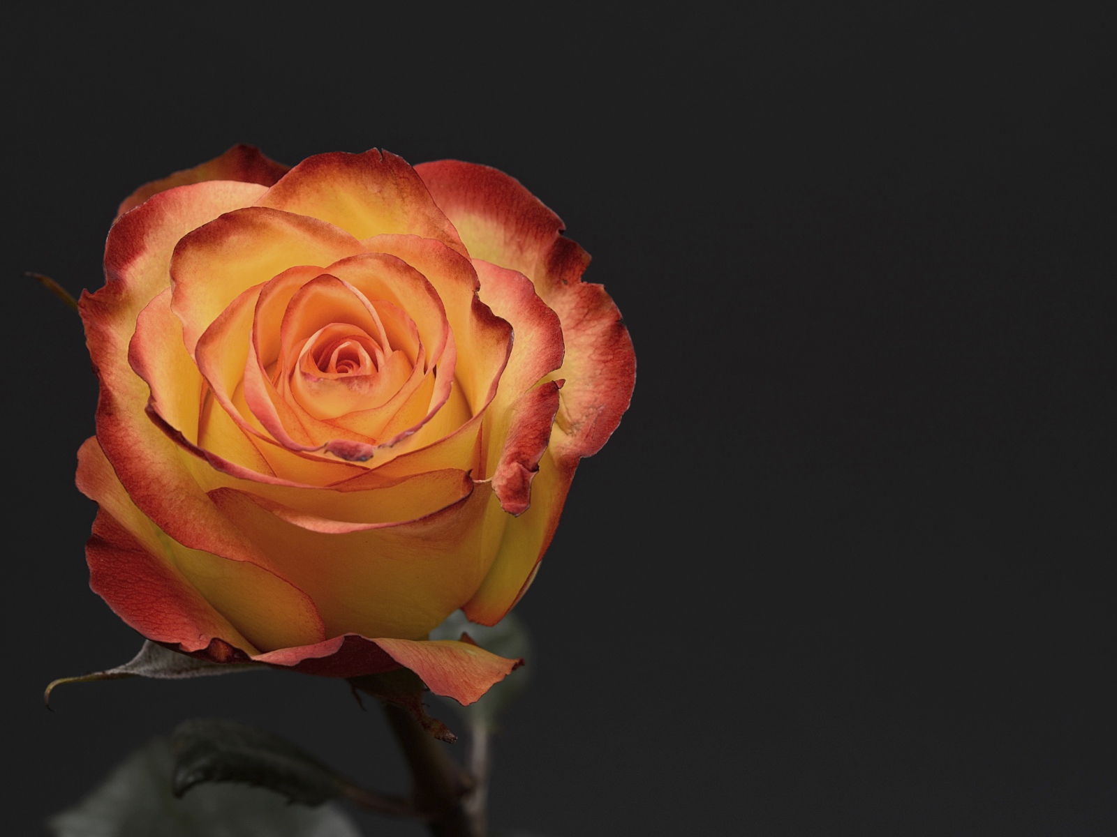 Оранжевая роза на сером фоне