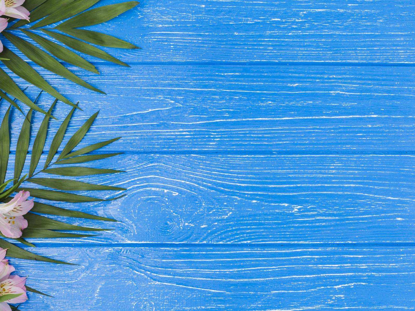 Розовые цветы альстромерии с зелеными листьями на голубом столе 