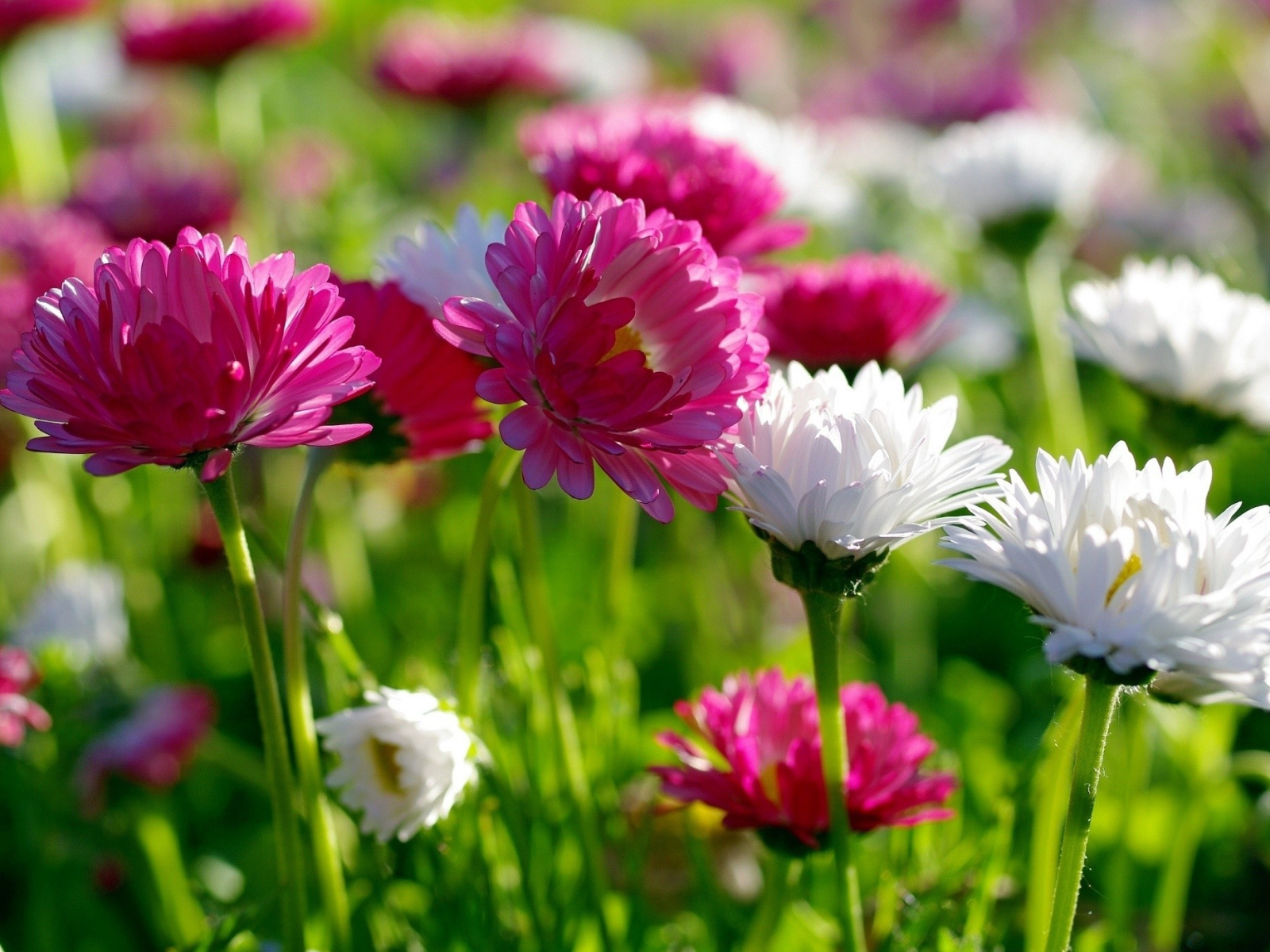 Розовые и белые маргаритки  в лучах солнца 