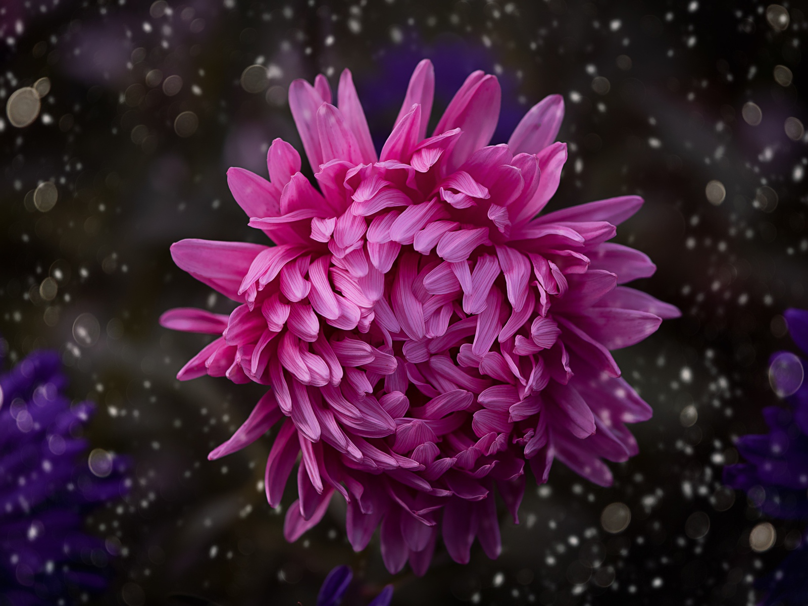 Розовый цветок астры крупным планом