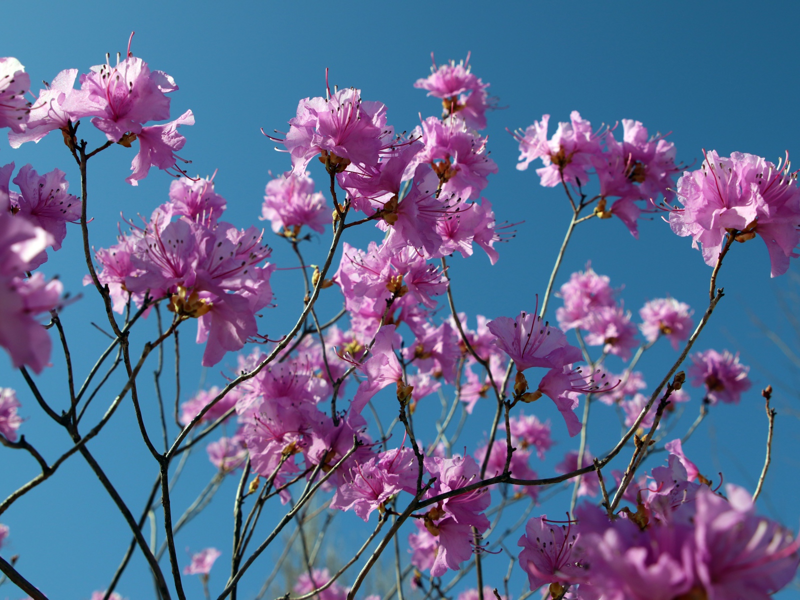 Розовые цветы азалия на ветках дерева на фоне голубого неба