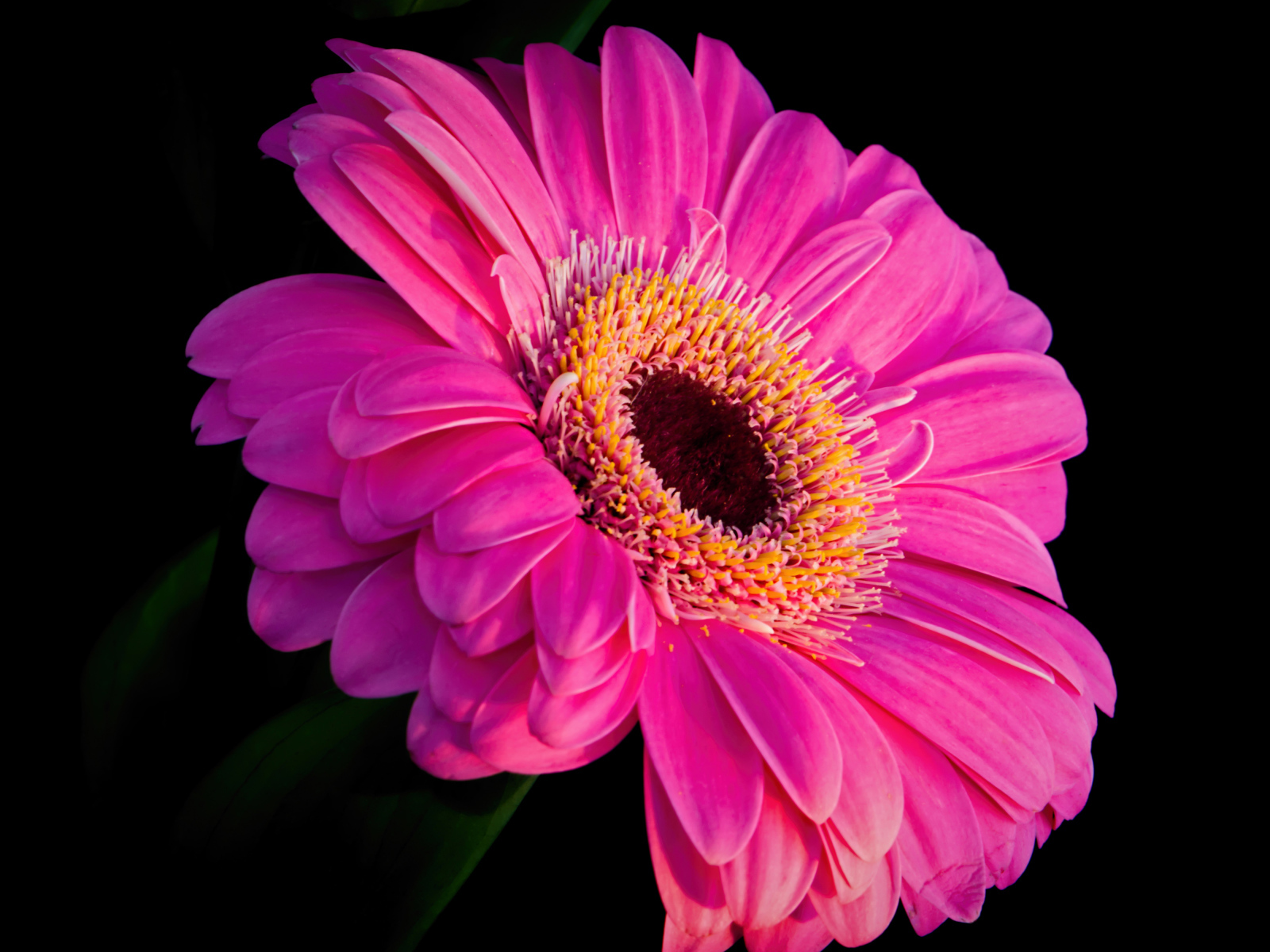 Розовый красивый цветок герберы на черном фоне