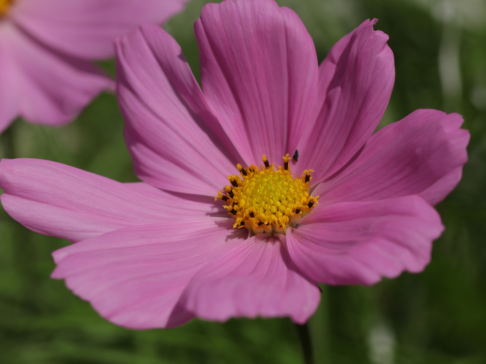 Розовый цветок космеи крупным планом