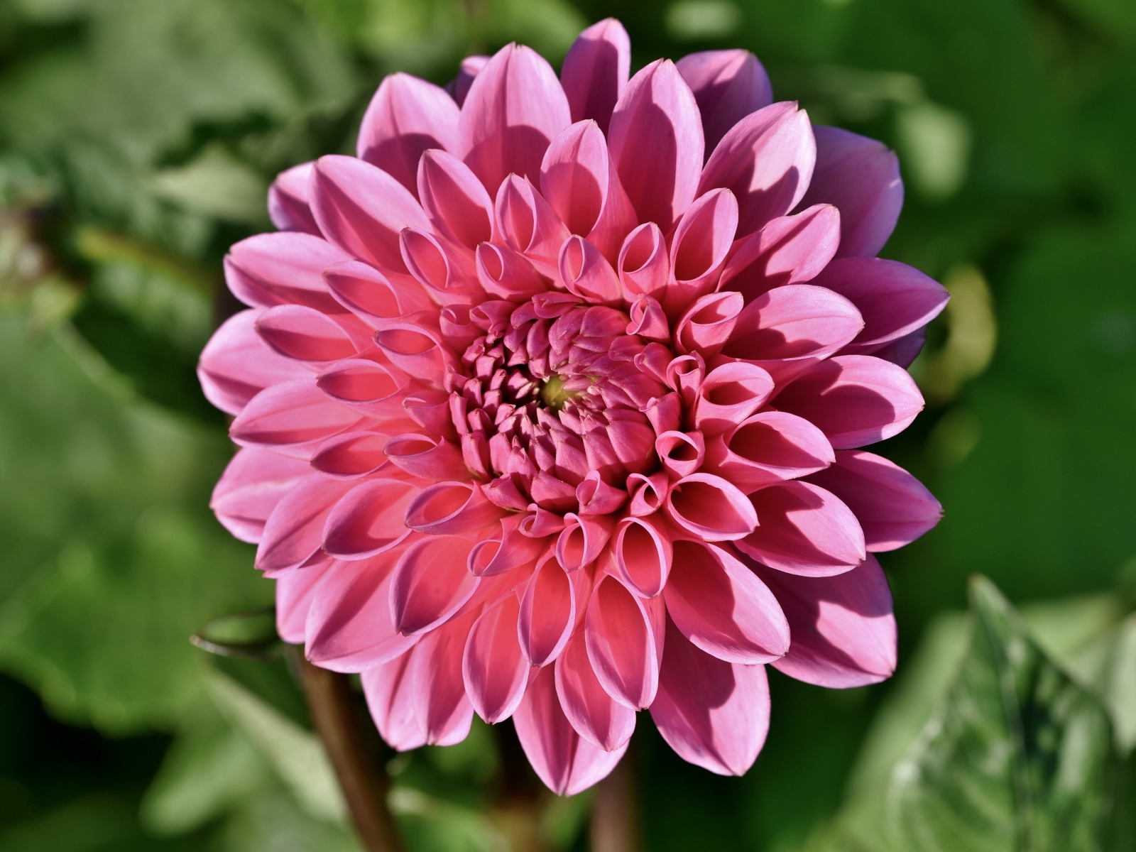 Розовый цветок георгины в лучах солнца на клумбе